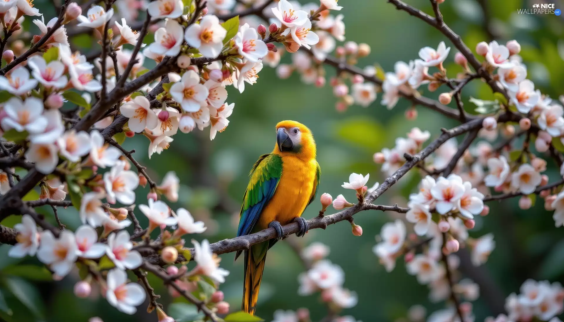 parrot, Twigs, Flowers, Fruit Tree