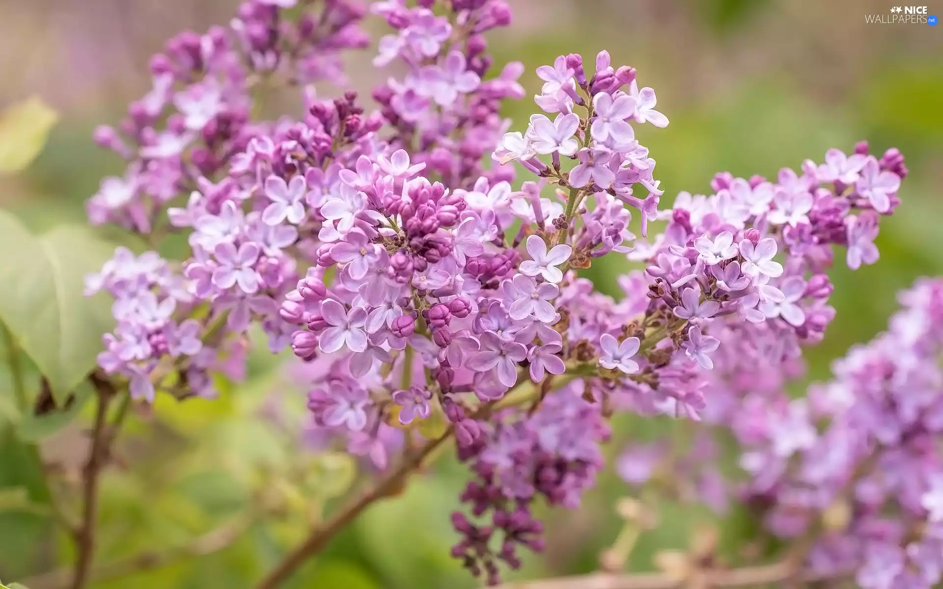 Twigs, without, Flowers
