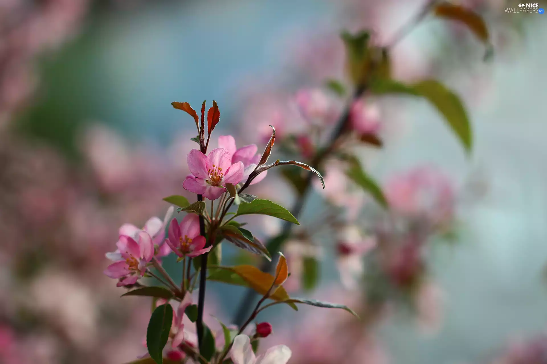 Pink, Twigs, Fruit Tree, Flowers