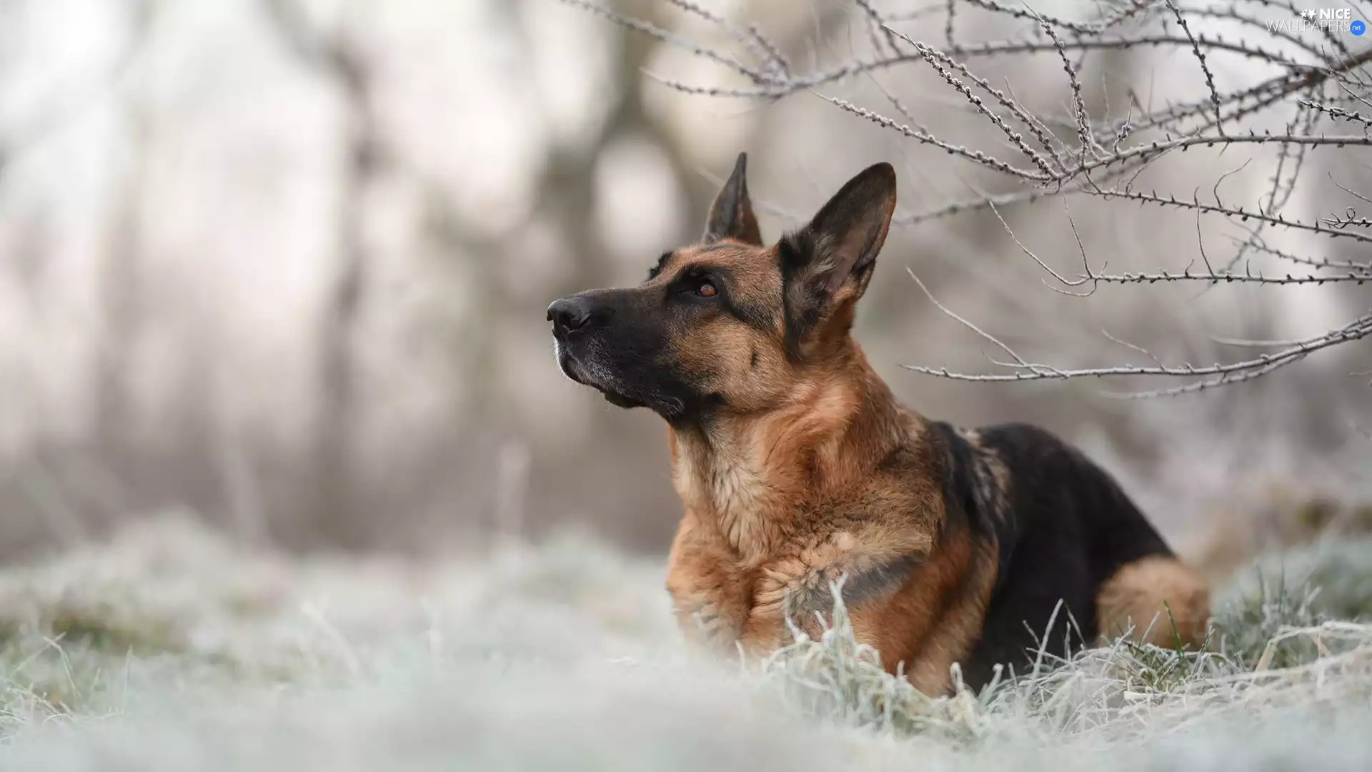 dog, Twigs, grass, German Shepherd