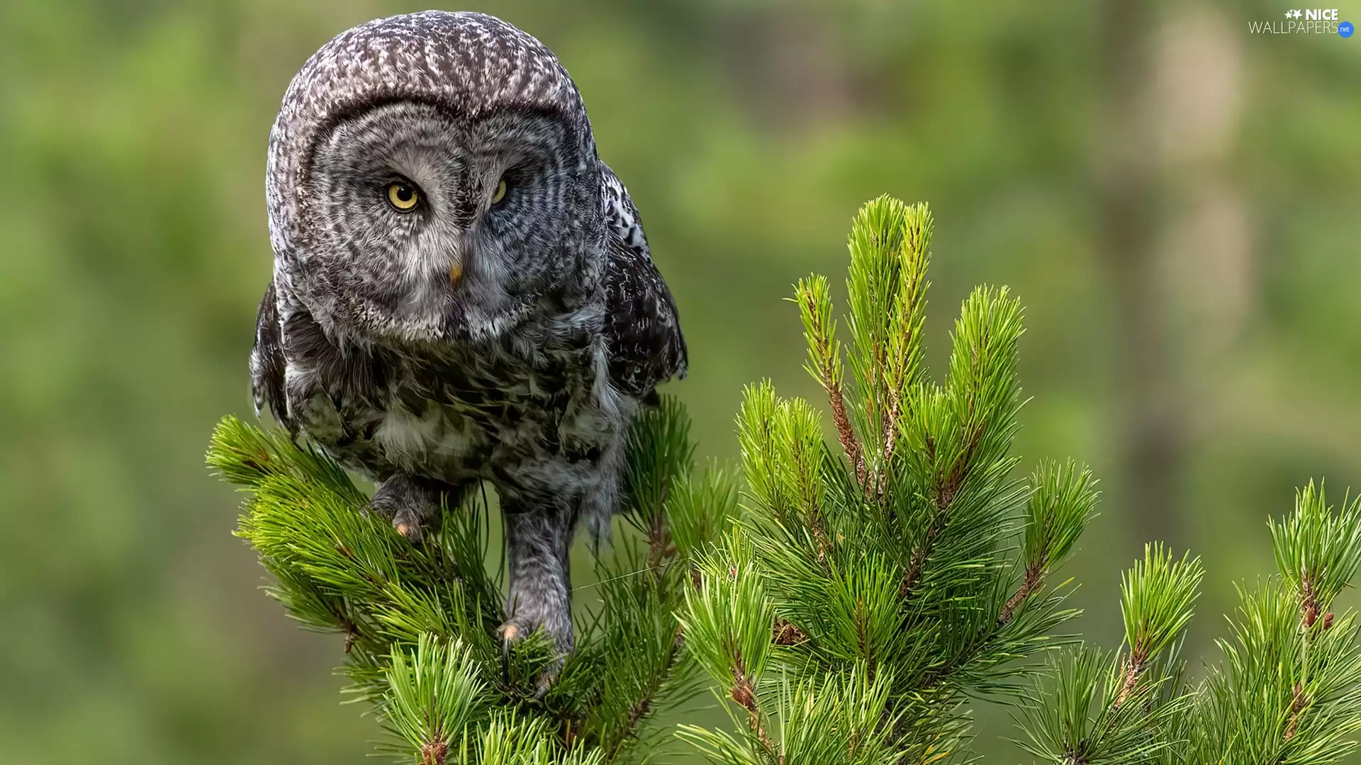 Twigs, spruce, owl, Tawny owl great gray owl, Bird