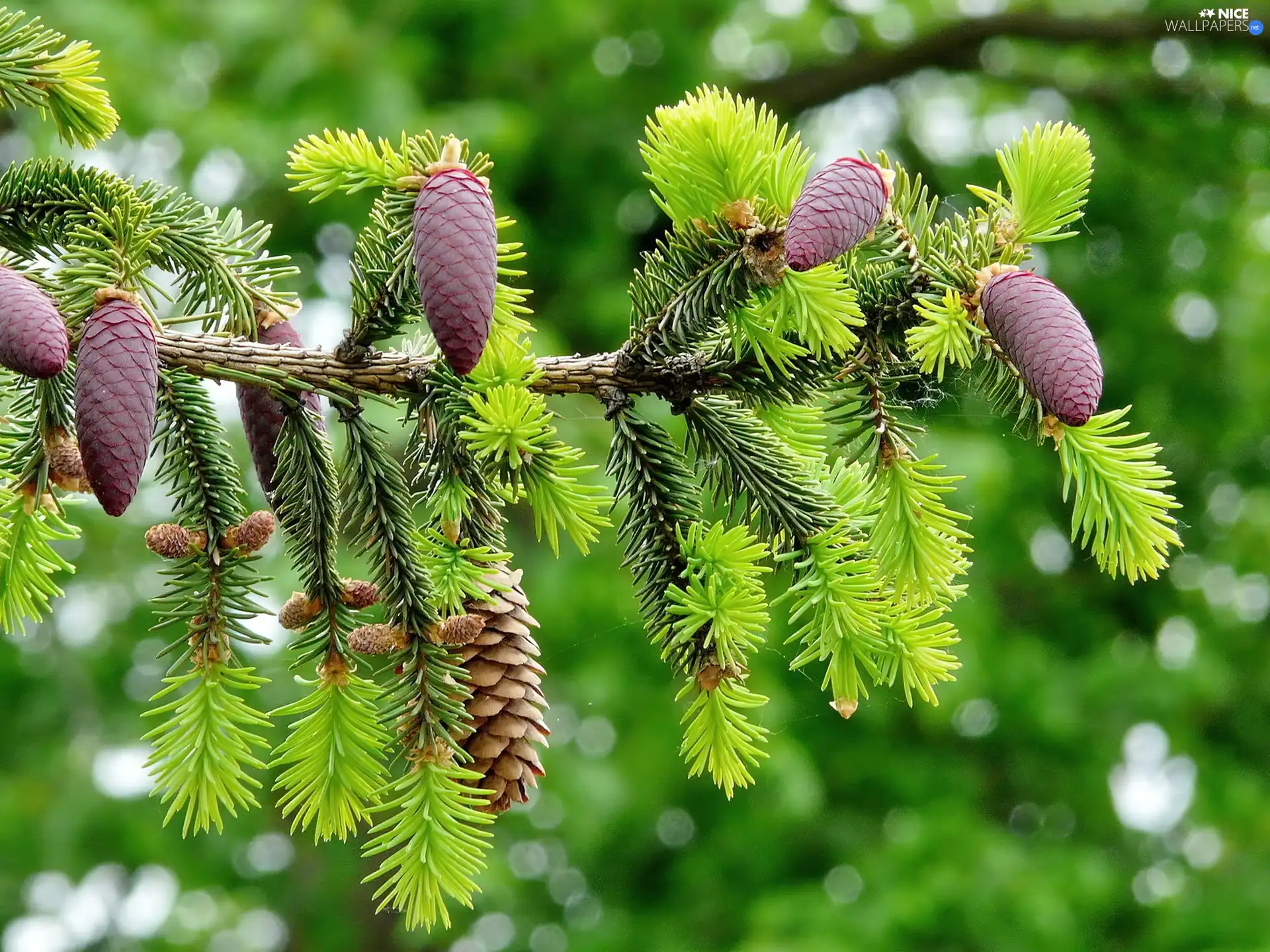 Twigs, cones