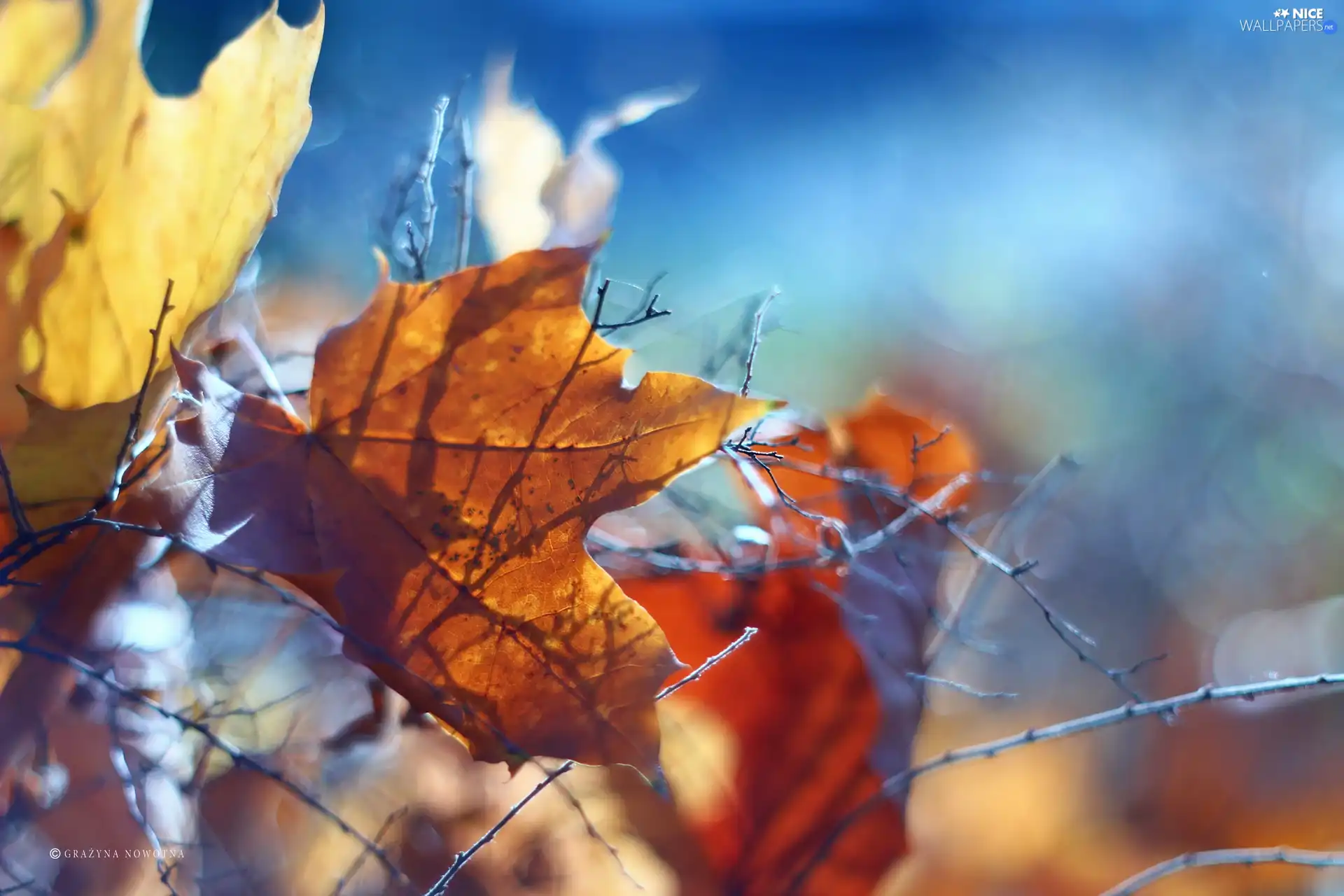 Twigs, Autumn, Leaf