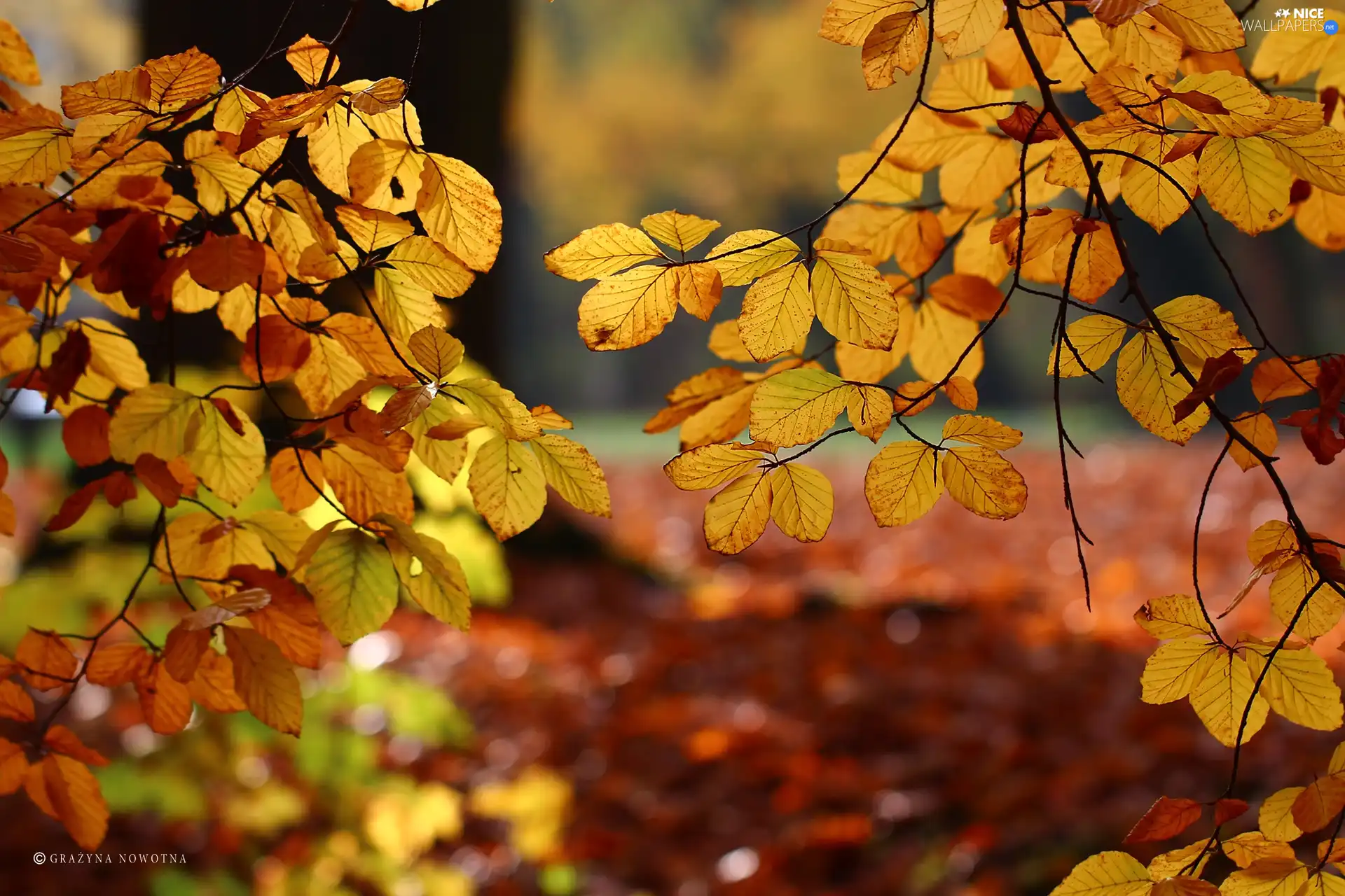 Twigs, Autumn, Leaf