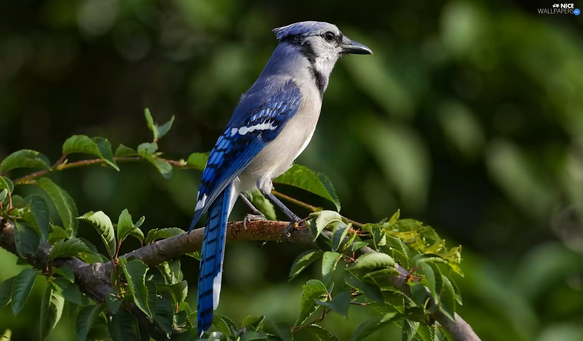 Leaf, Blue jay, Twigs