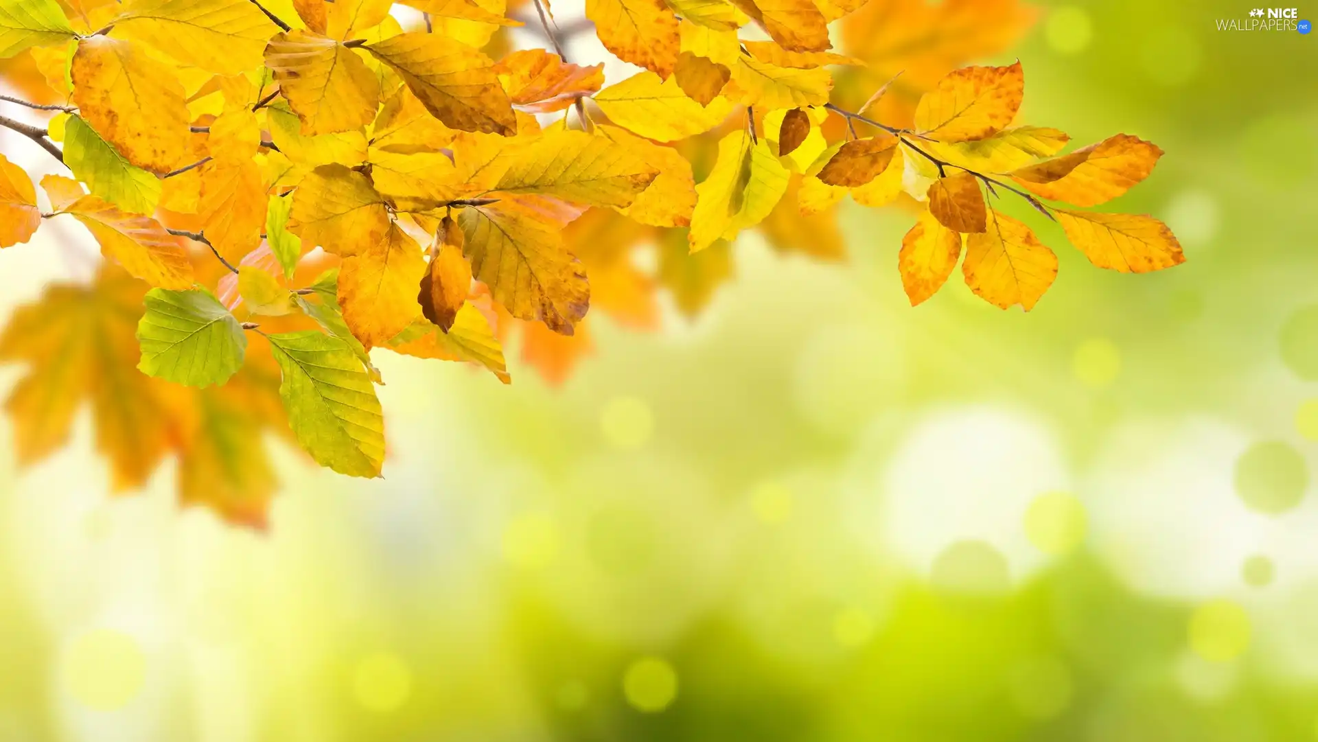 Twigs, Yellow, Leaf