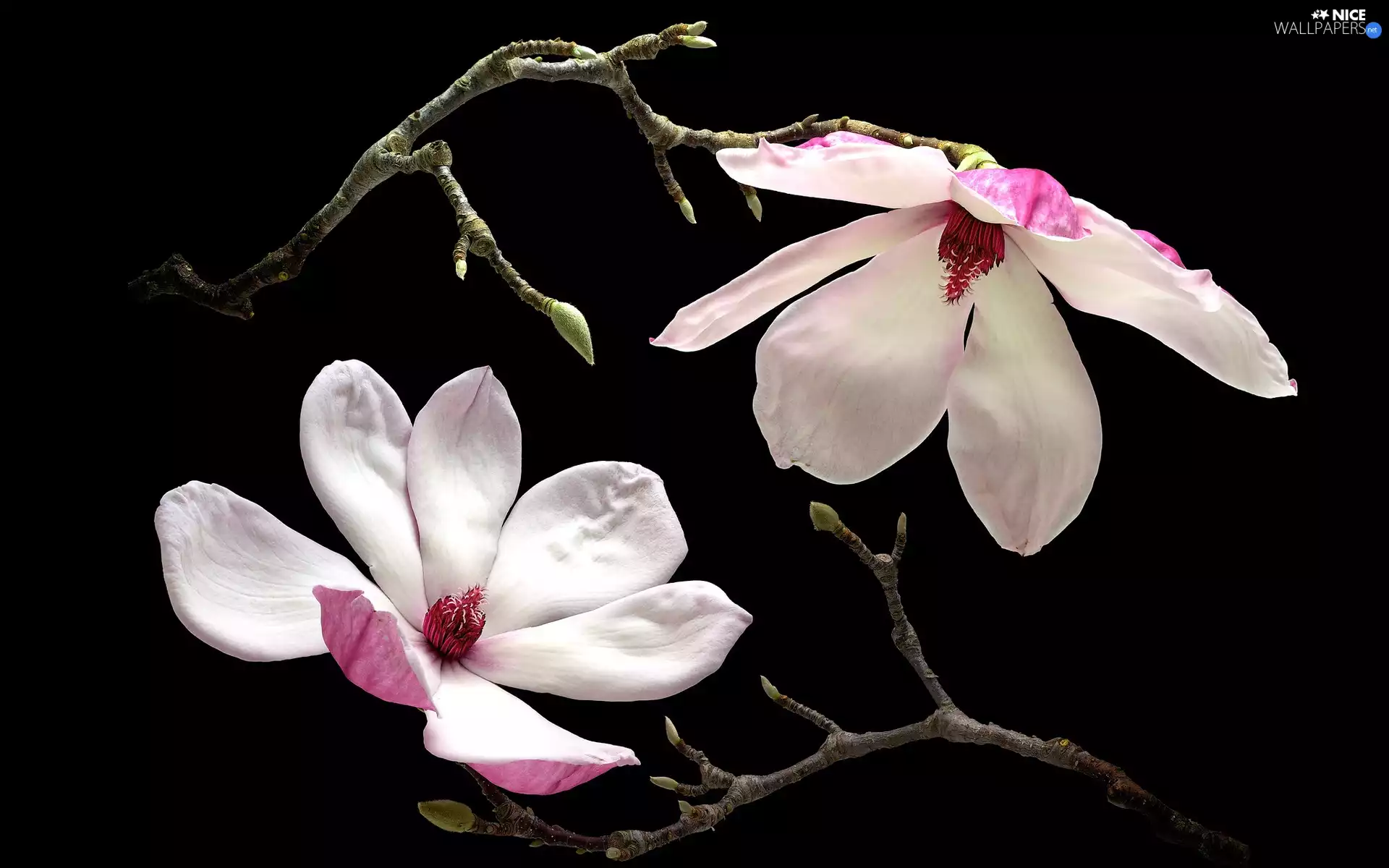 Twigs, Flowers, Magnolia