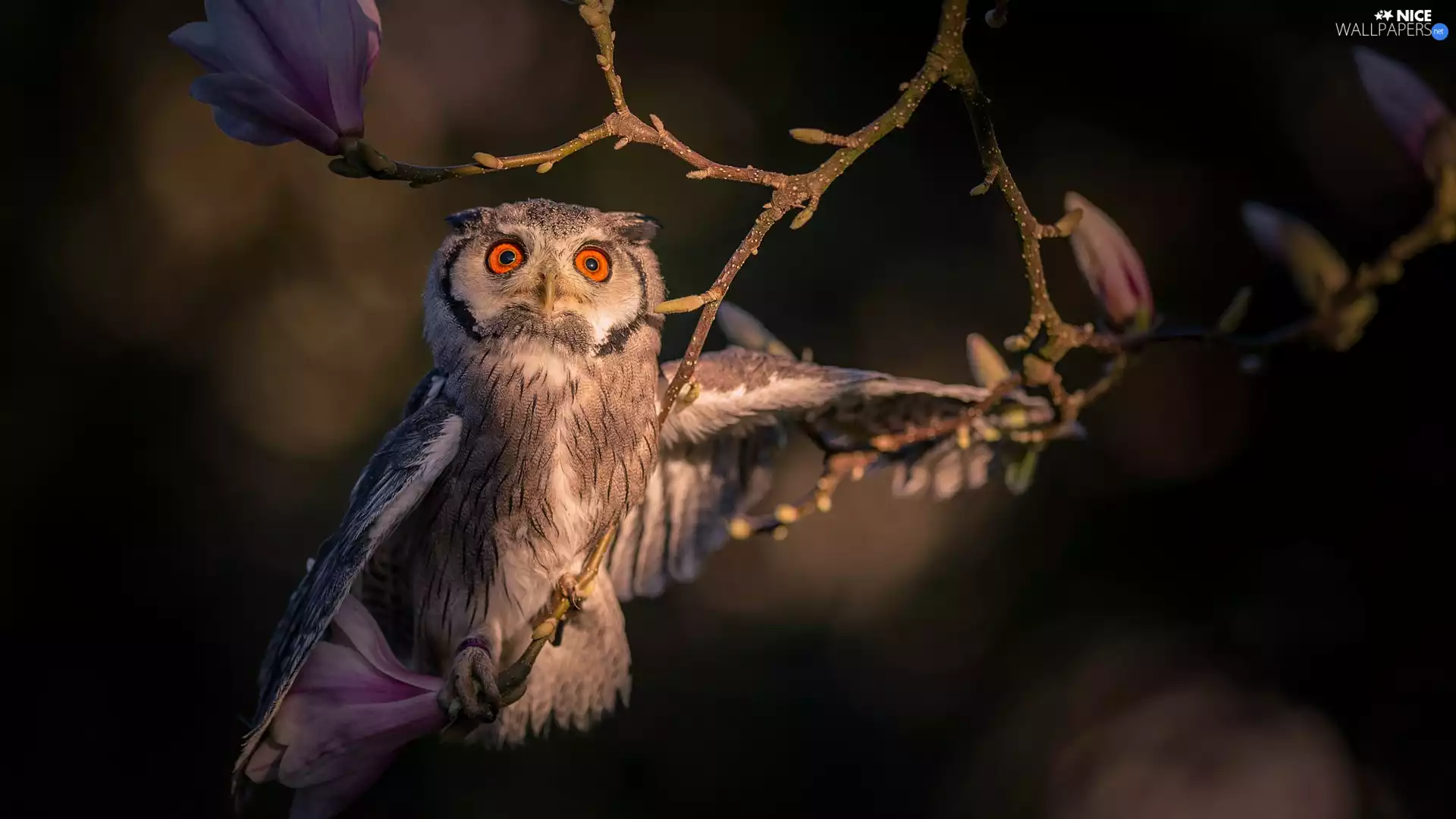 owl, Twigs, Magnolia, eagle-owl