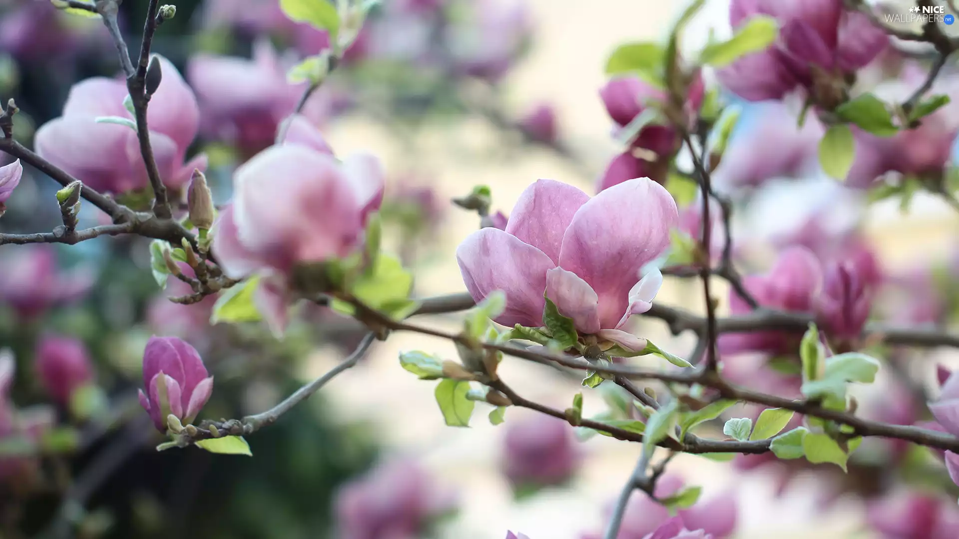 Twigs, Pink, Magnolias