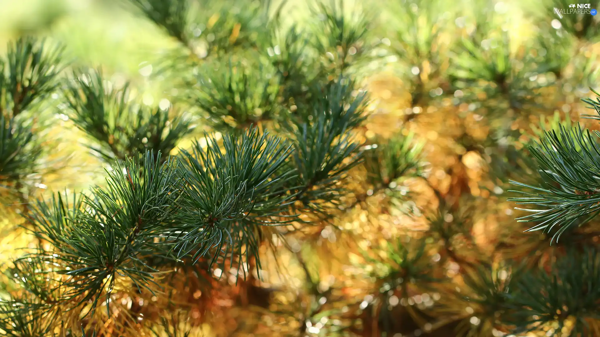 Twigs, pine, needle