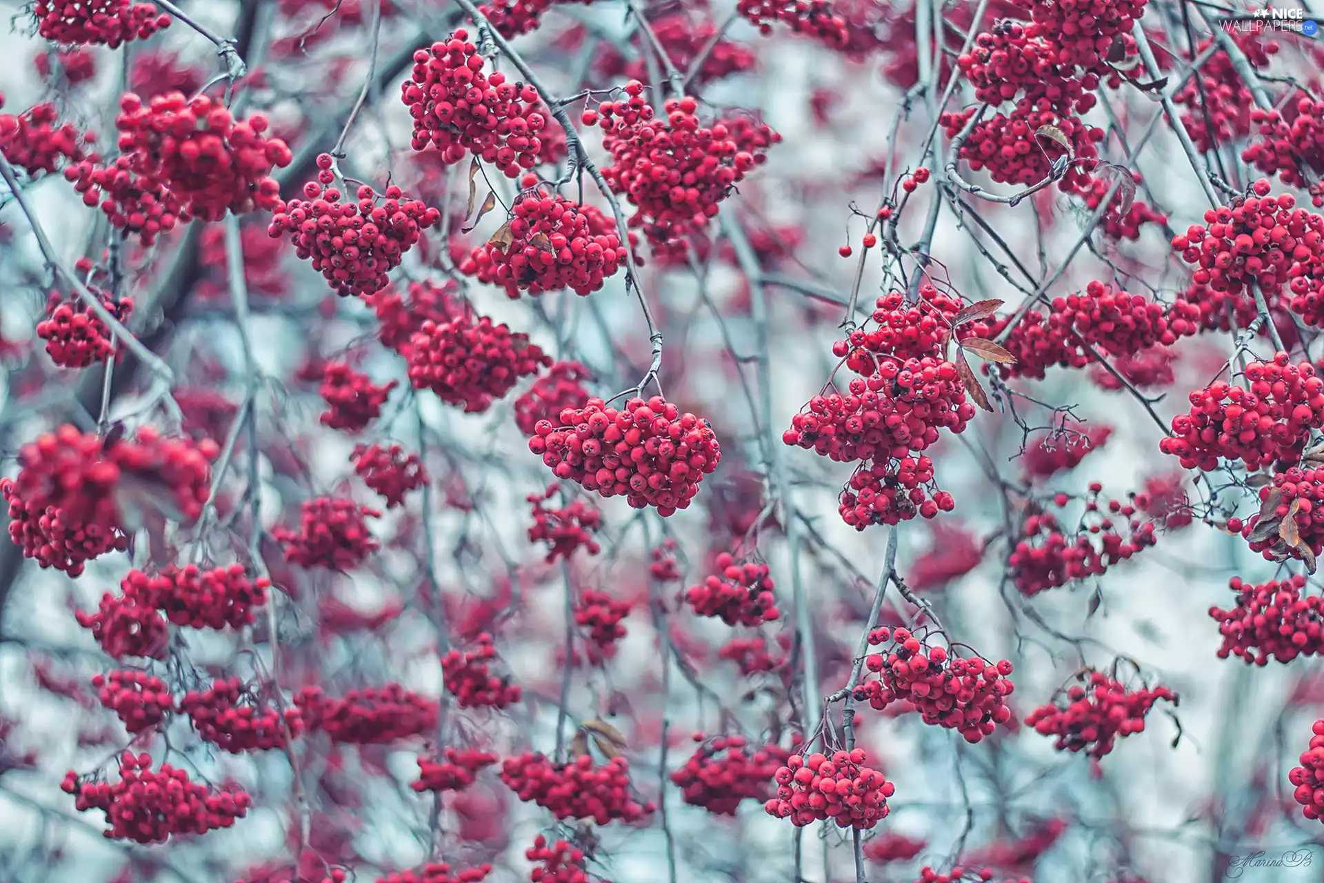 Plant, Fruits, autumn, Twigs