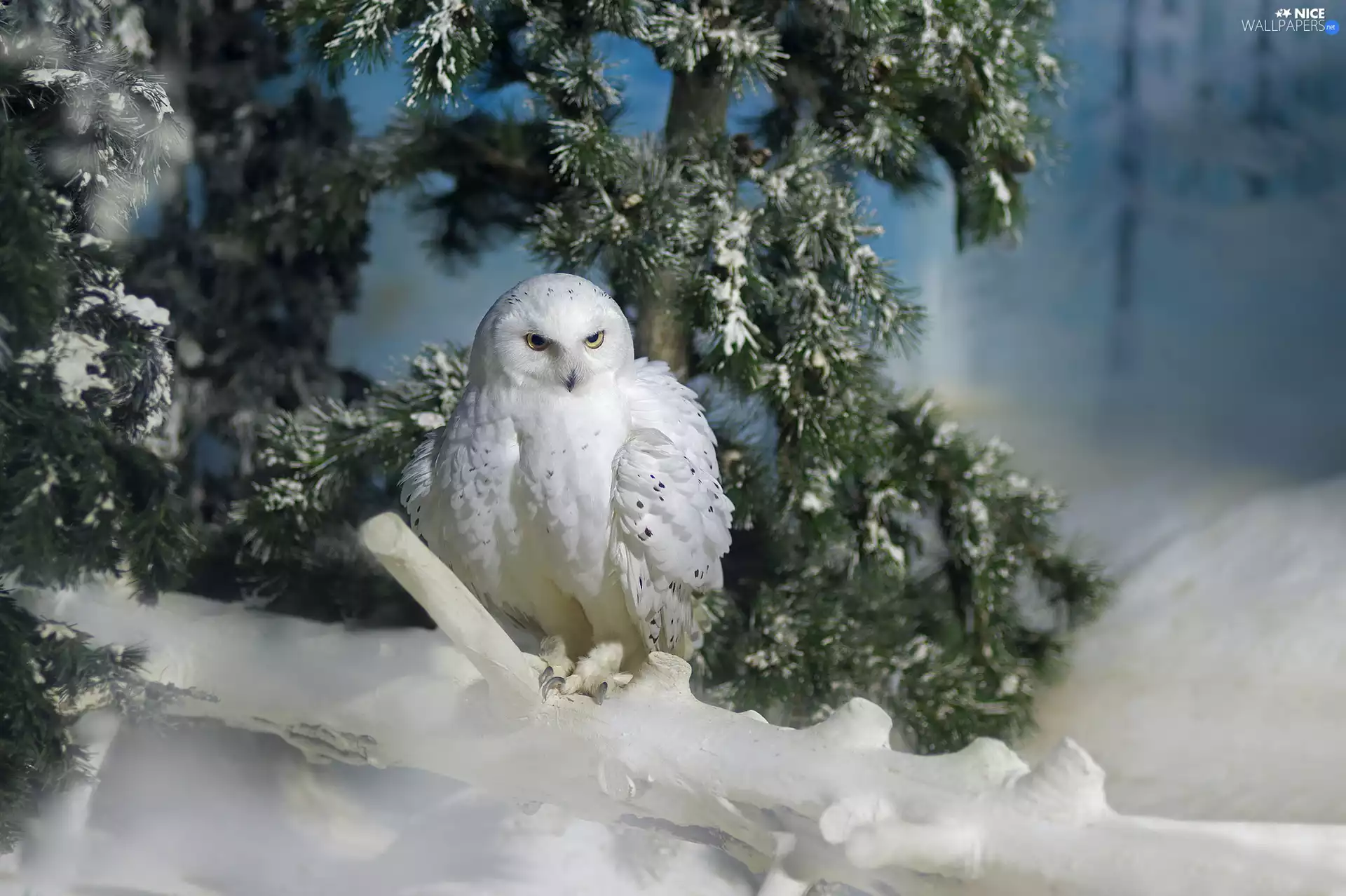 Bird, Twigs, snow, Snowy Owl