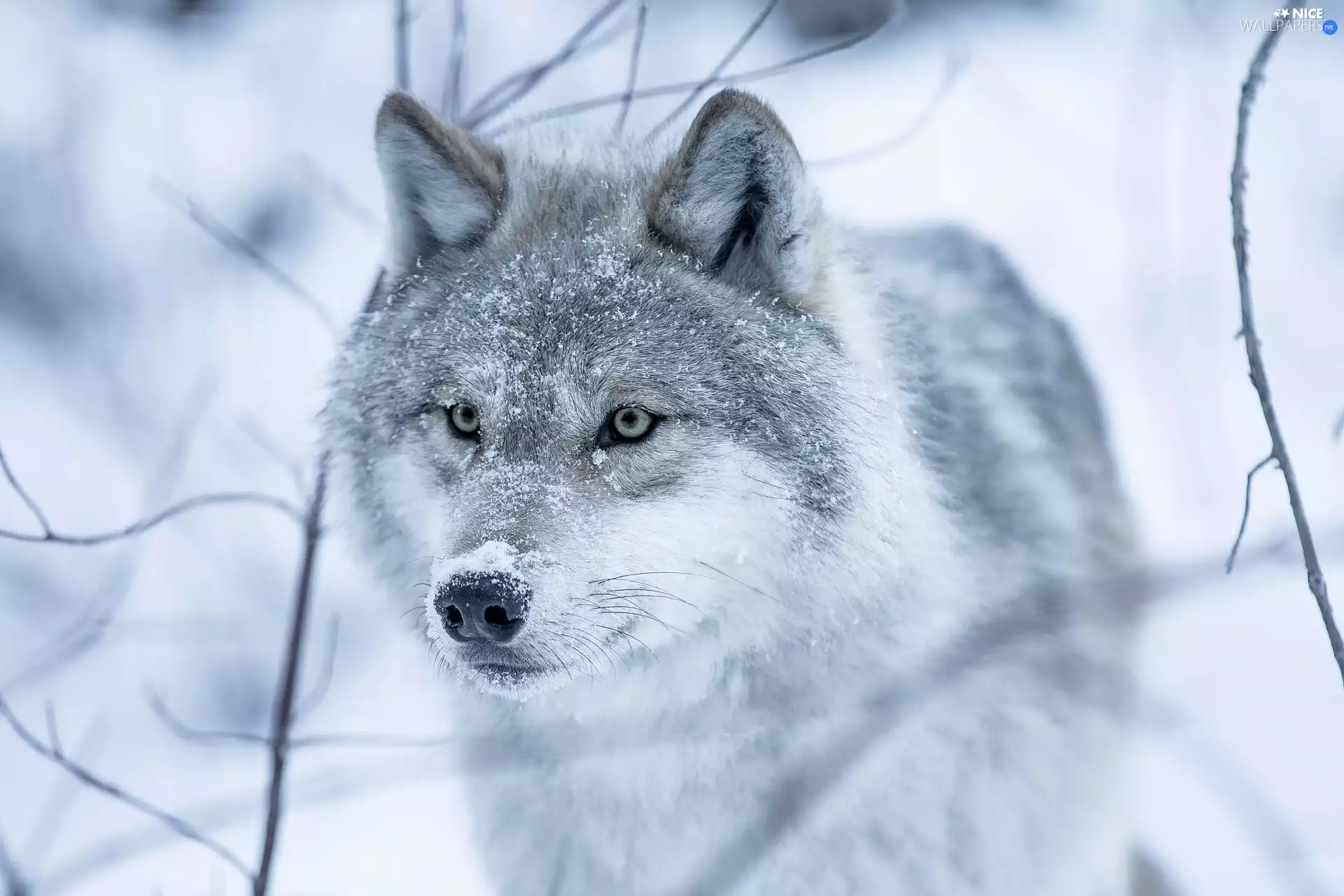 Twigs, Wolf, snow
