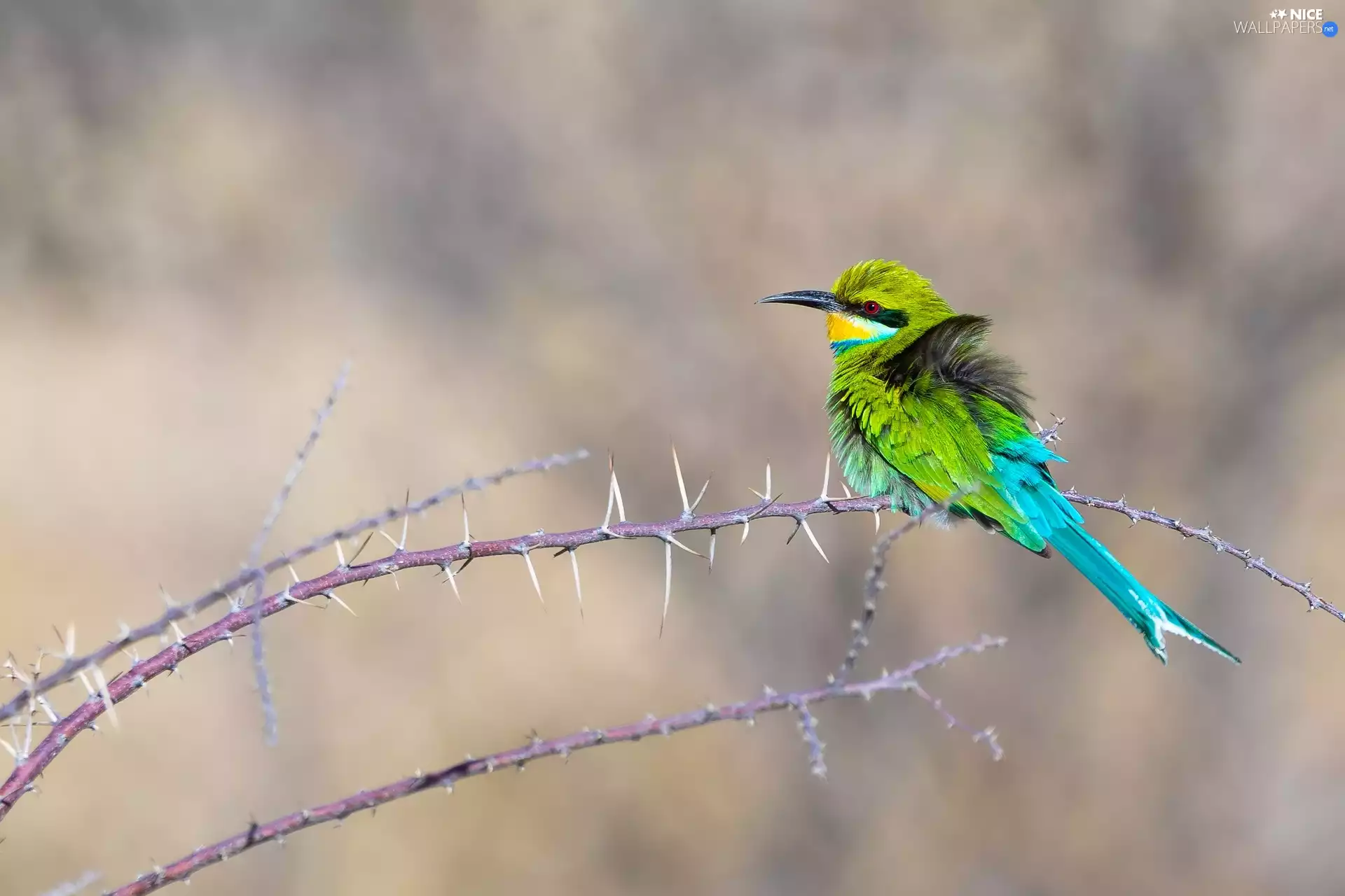 Bird, Twigs, Spikes, bee-eater