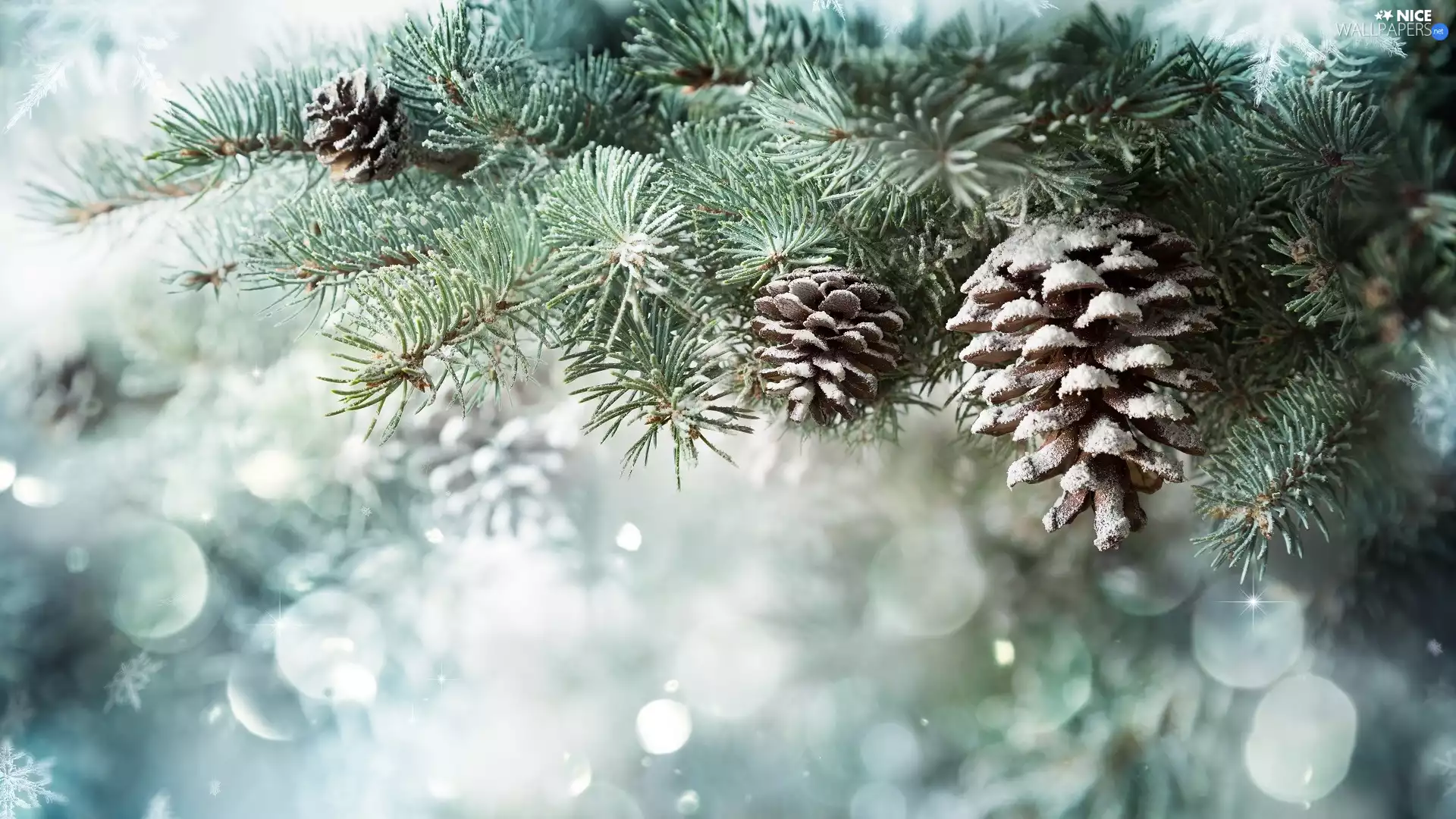 spruce, frosty, cones, Twigs