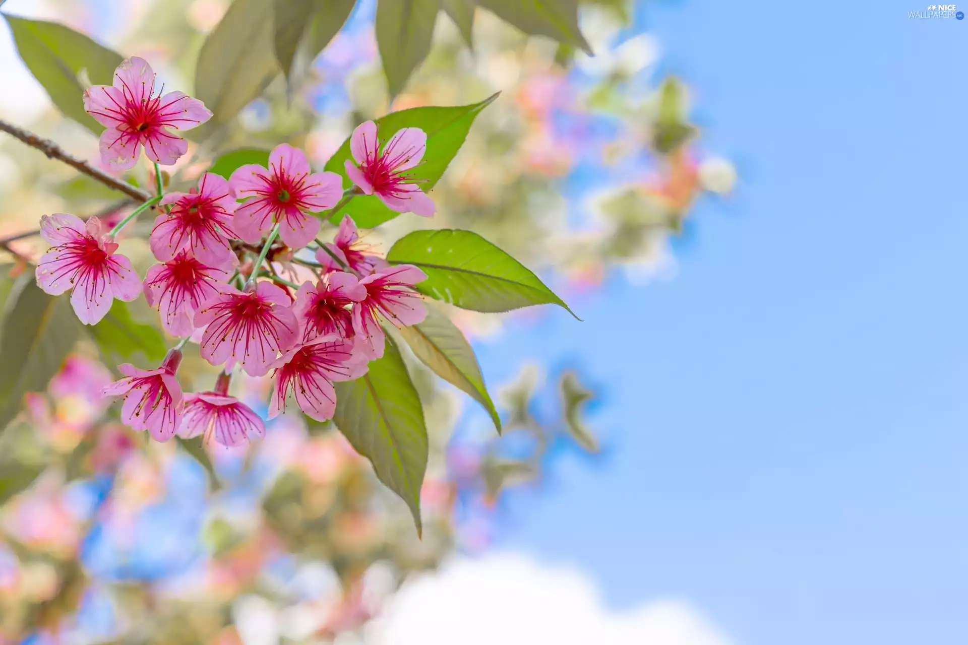 Flowers, Fruit Tree, Twigs, leaves, cherry, Pink