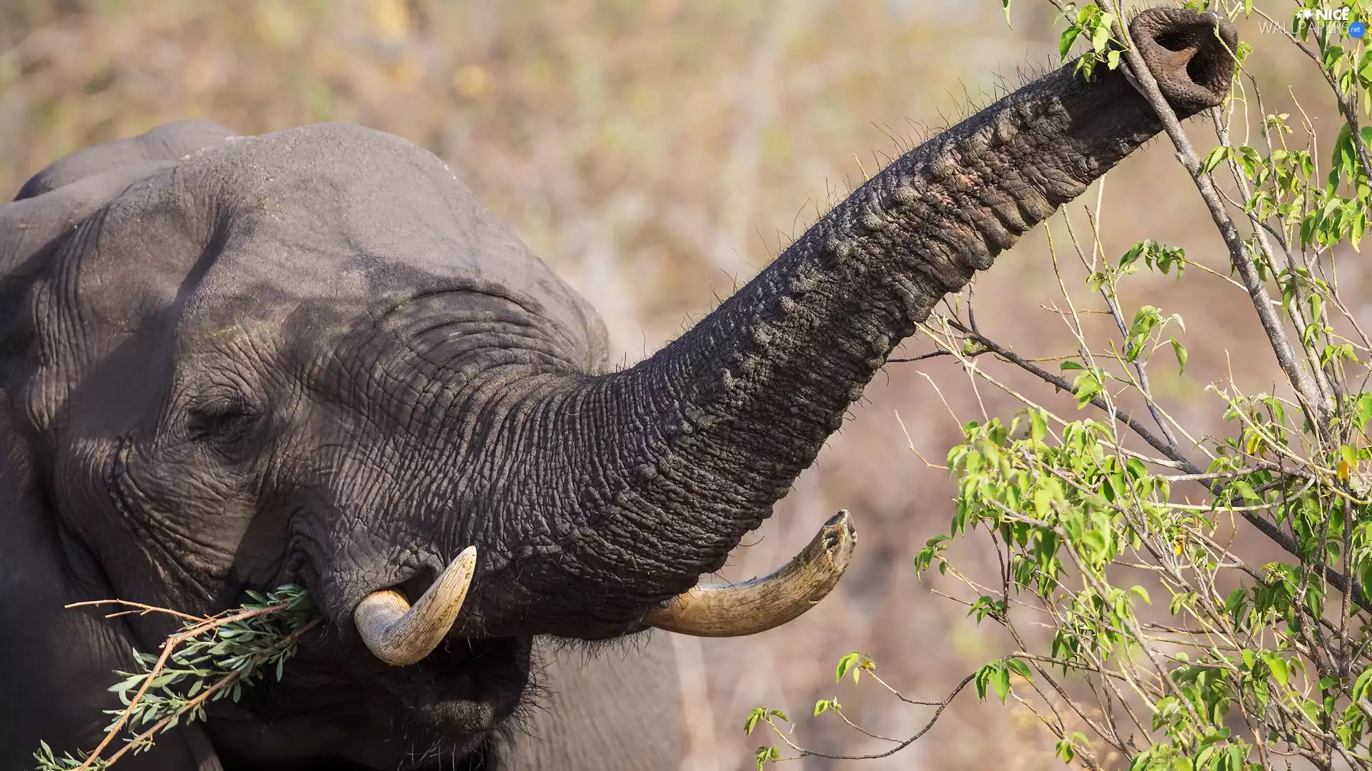 Twigs, Elephant, trumpet