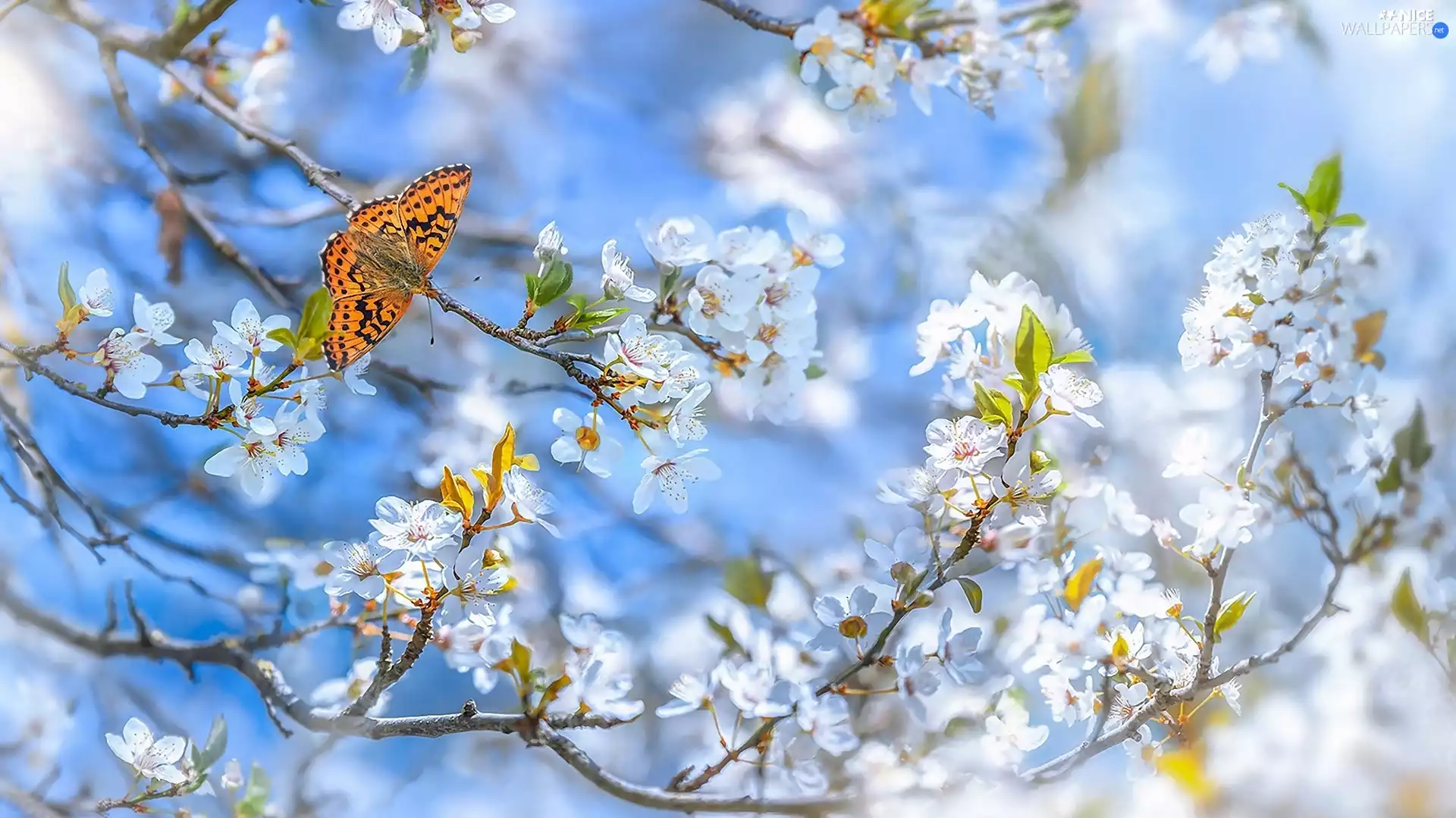 butterfly, Silver-washed Fritillary, Fruit Tree, Flowers, Twigs