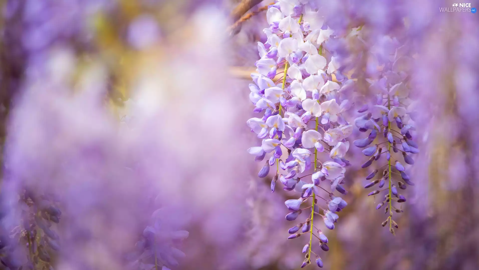 Twigs, Flowers, wistaria