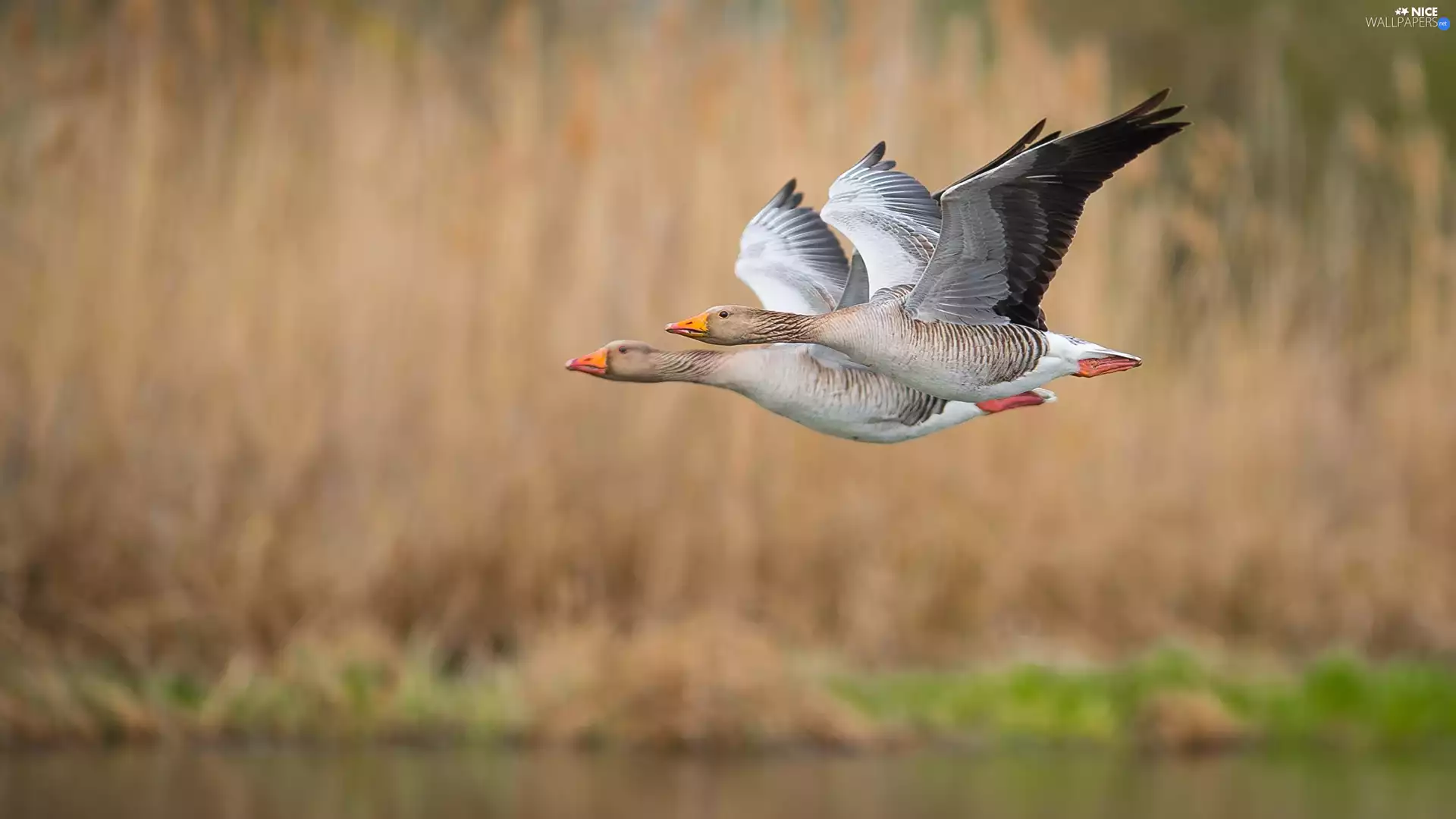 birds, geese, flight, Two