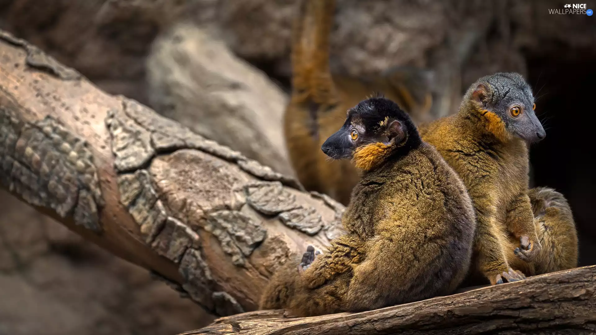 Logs, Two cars, Mongoose Lemur