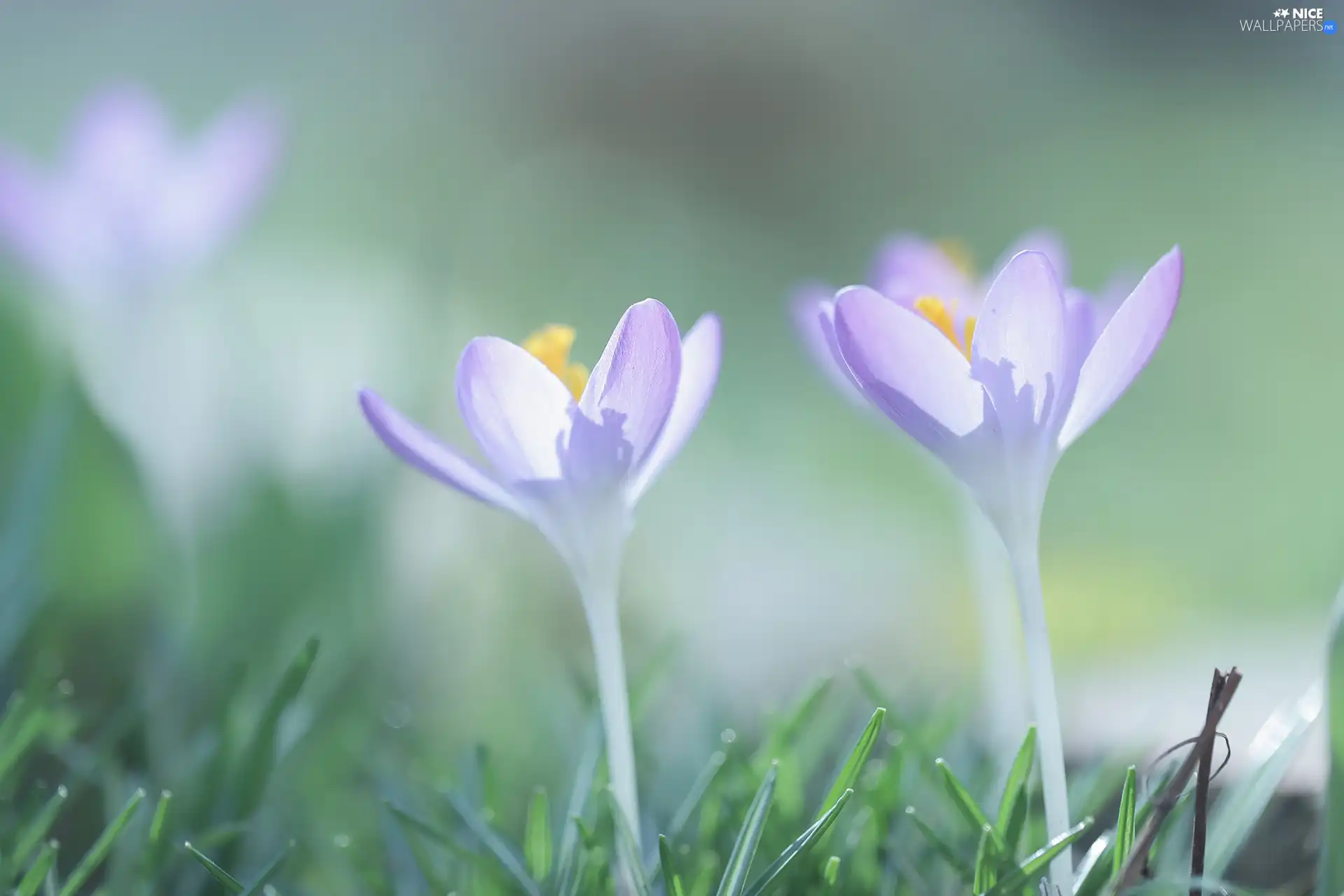 crocuses, Two cars, Flowers, purple