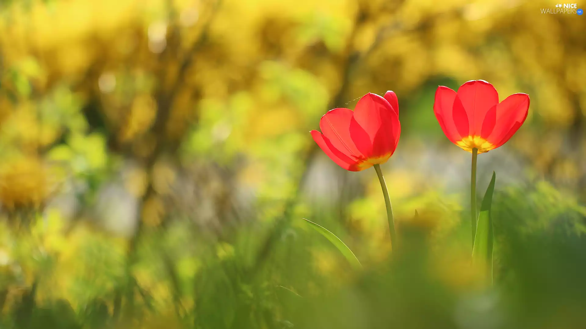 Tulips, Two cars, Flowers, Red