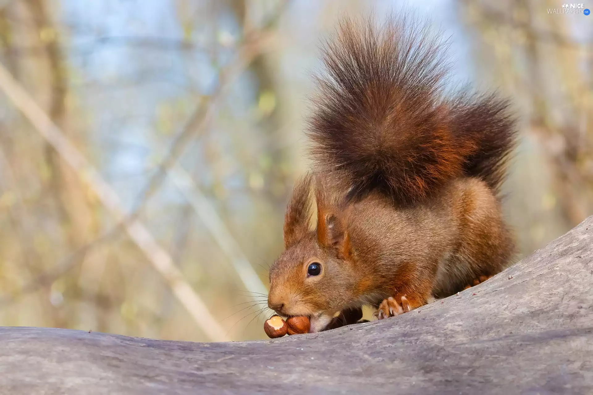 Ginger, Two cars, nuts, squirrel
