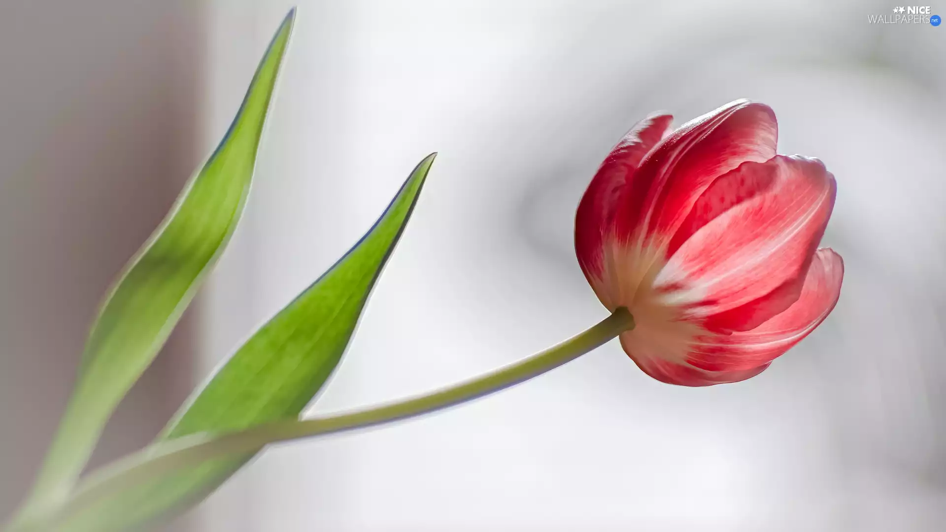 Red, Two cars, Leaf, tulip