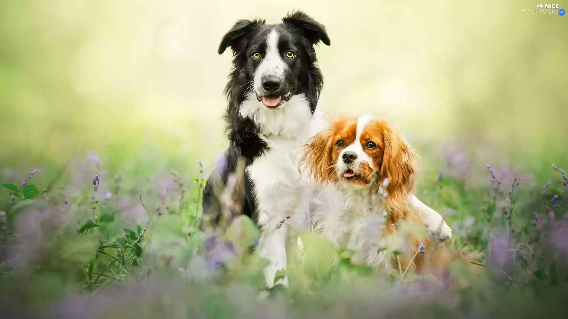 Two cars, Border Collie, Cavalier King Charles spaniel, Dogs