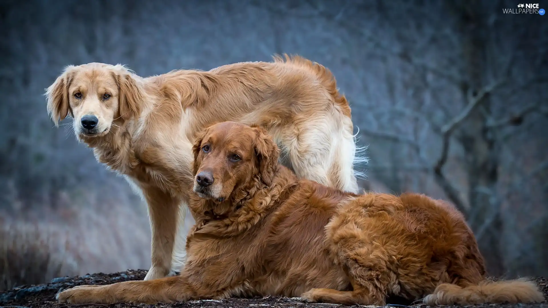 Two cars, Dogs