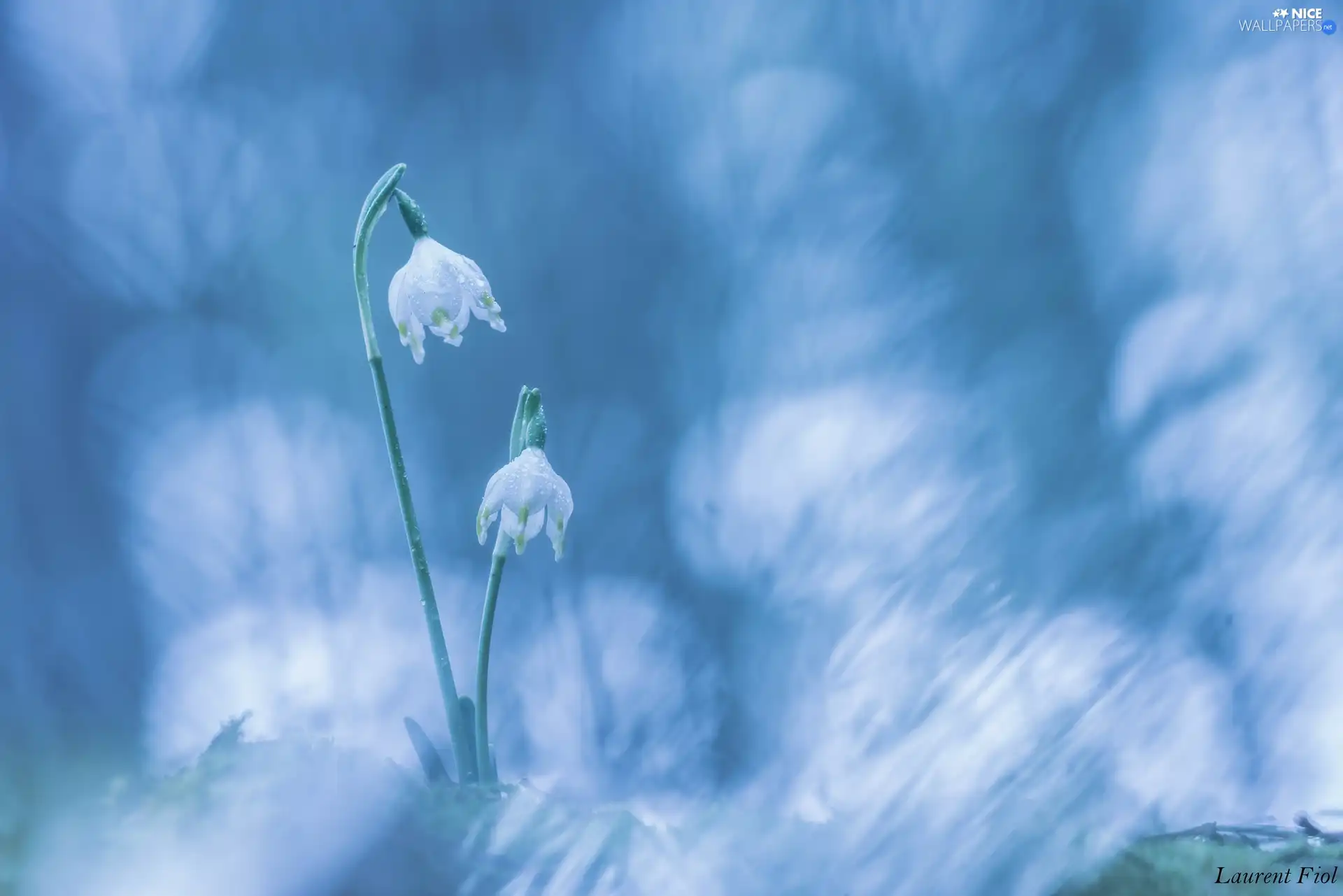 Two, Leucojum