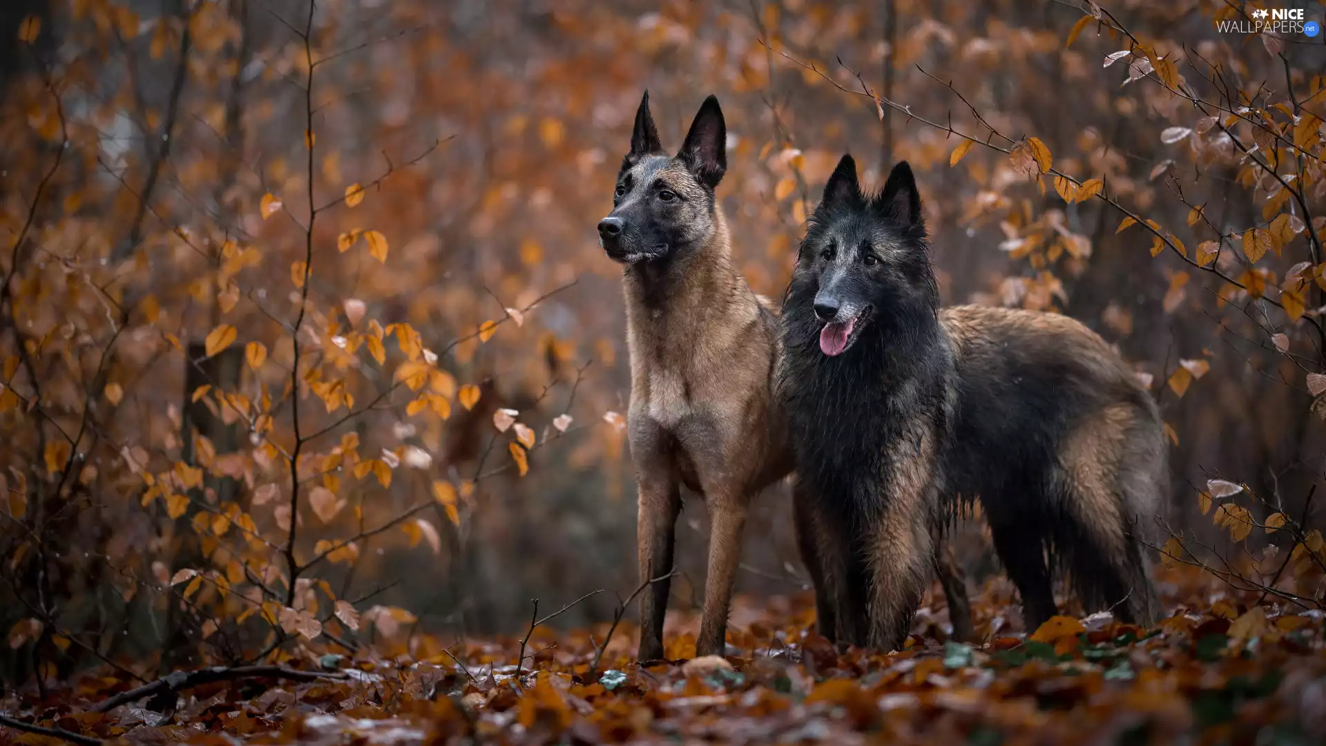 Two cars, Belgian Shepherd Malinois, Belgian Shepherd Tervuren, Dogs