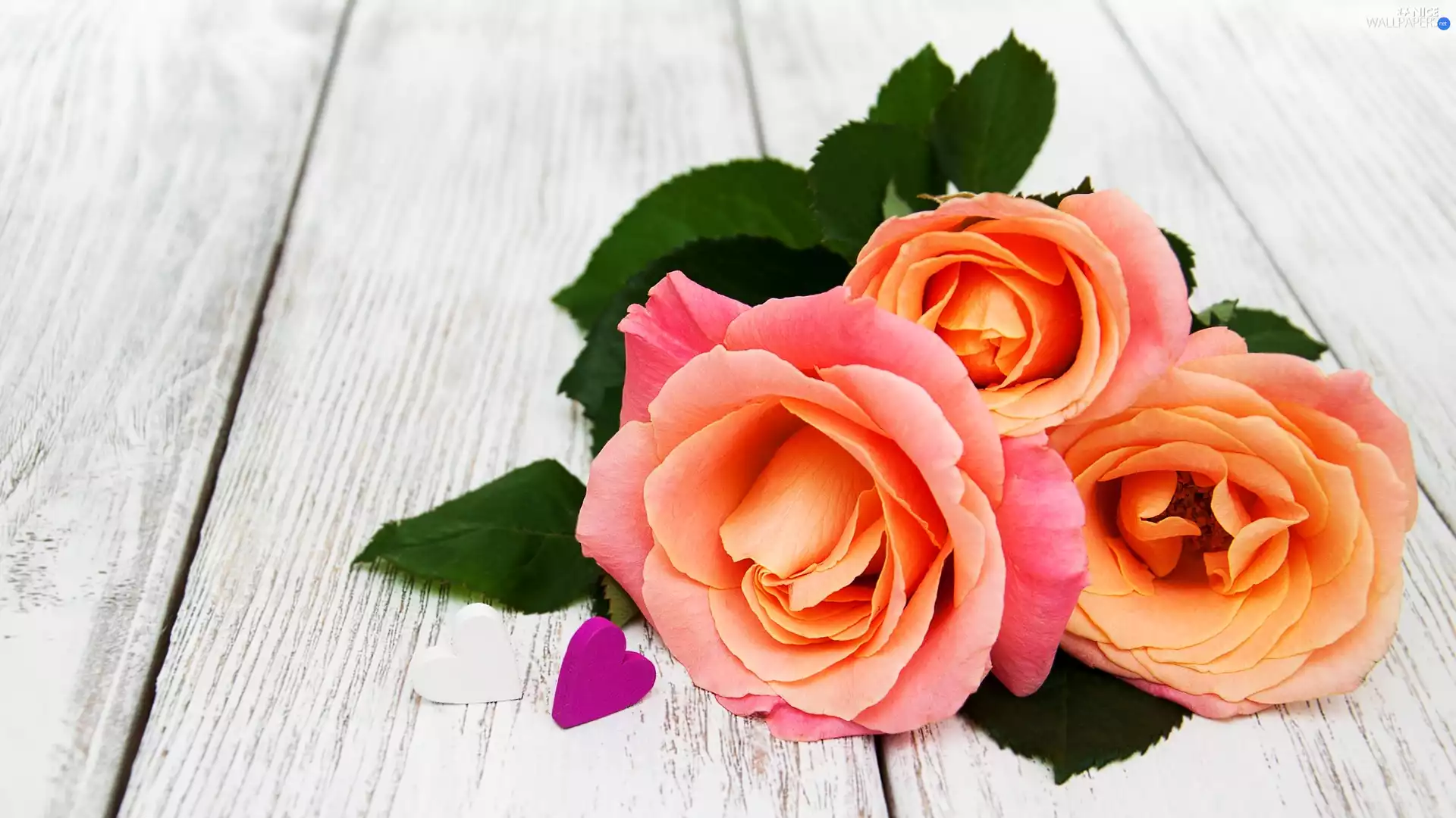 hearts, boarding, roses, Two cars, Three