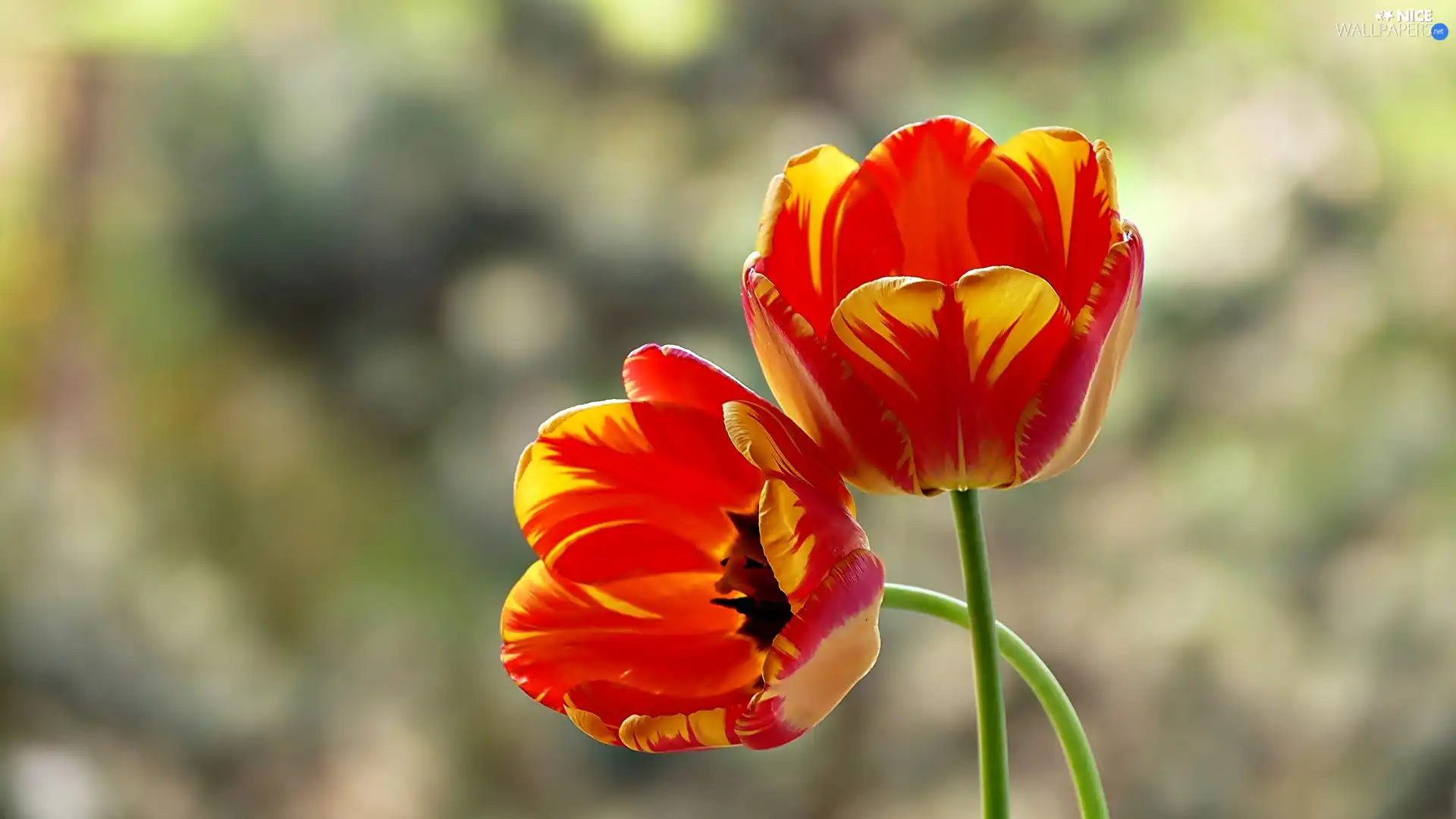 Two cars, Tulips