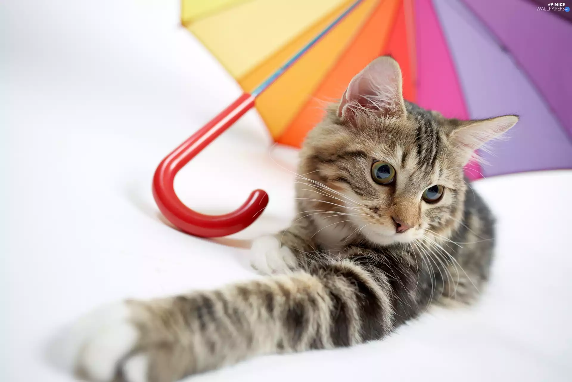 umbrella, cat, Coloured