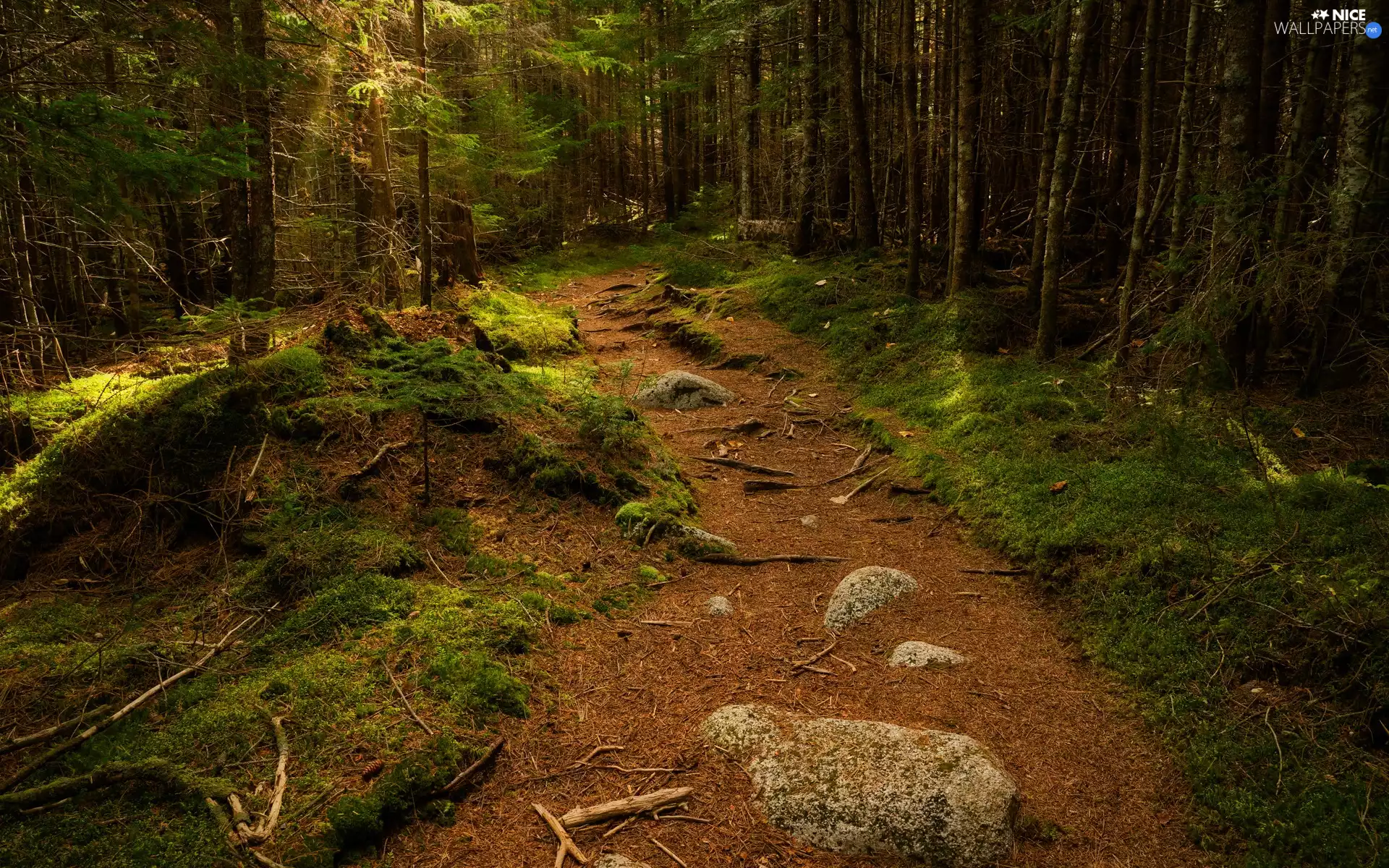 viewes, forest, Stones, Undergrowth, Path, trees