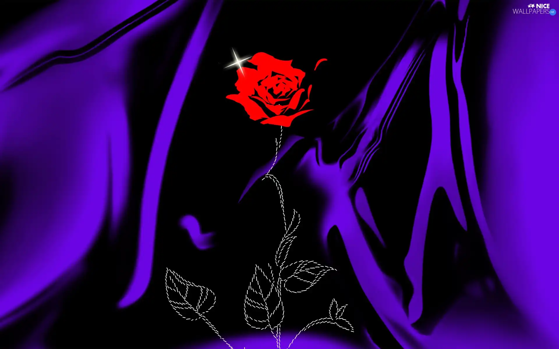 rose, fragility, Uniqueness, delicacy