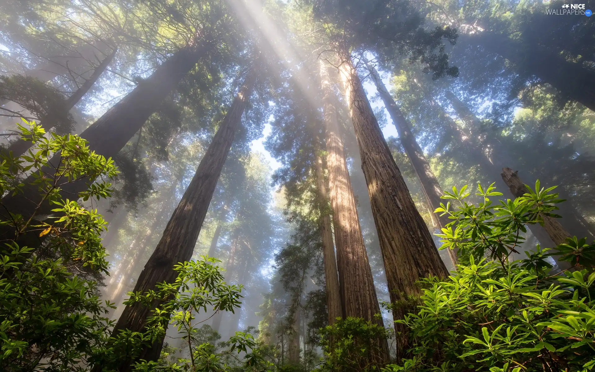 trees, forest, viewes, redwoods, California, The United States, rhododendron, Redwood National Park, light breaking through sky