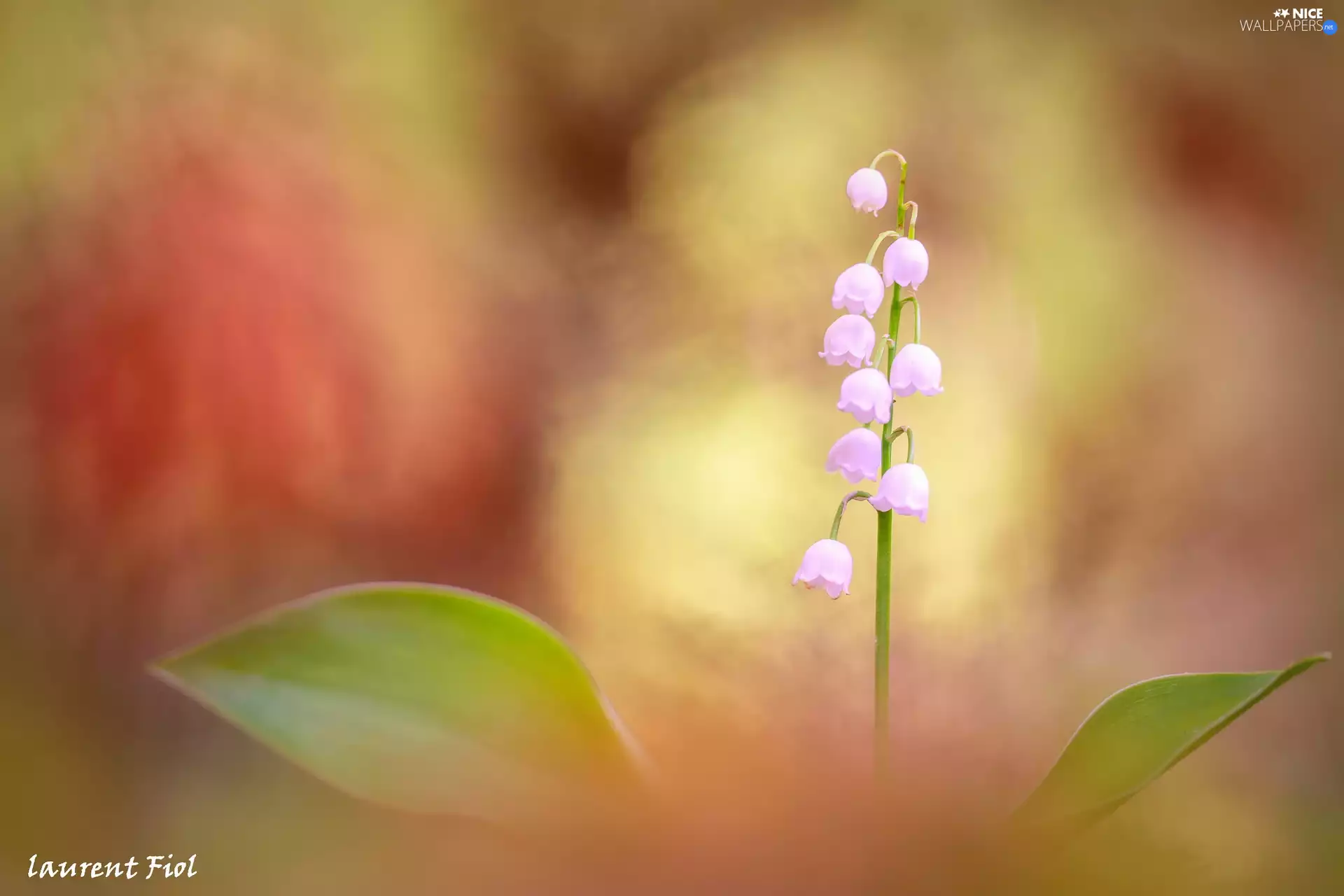 Colourfull Flowers, color, background, lily of the Valley