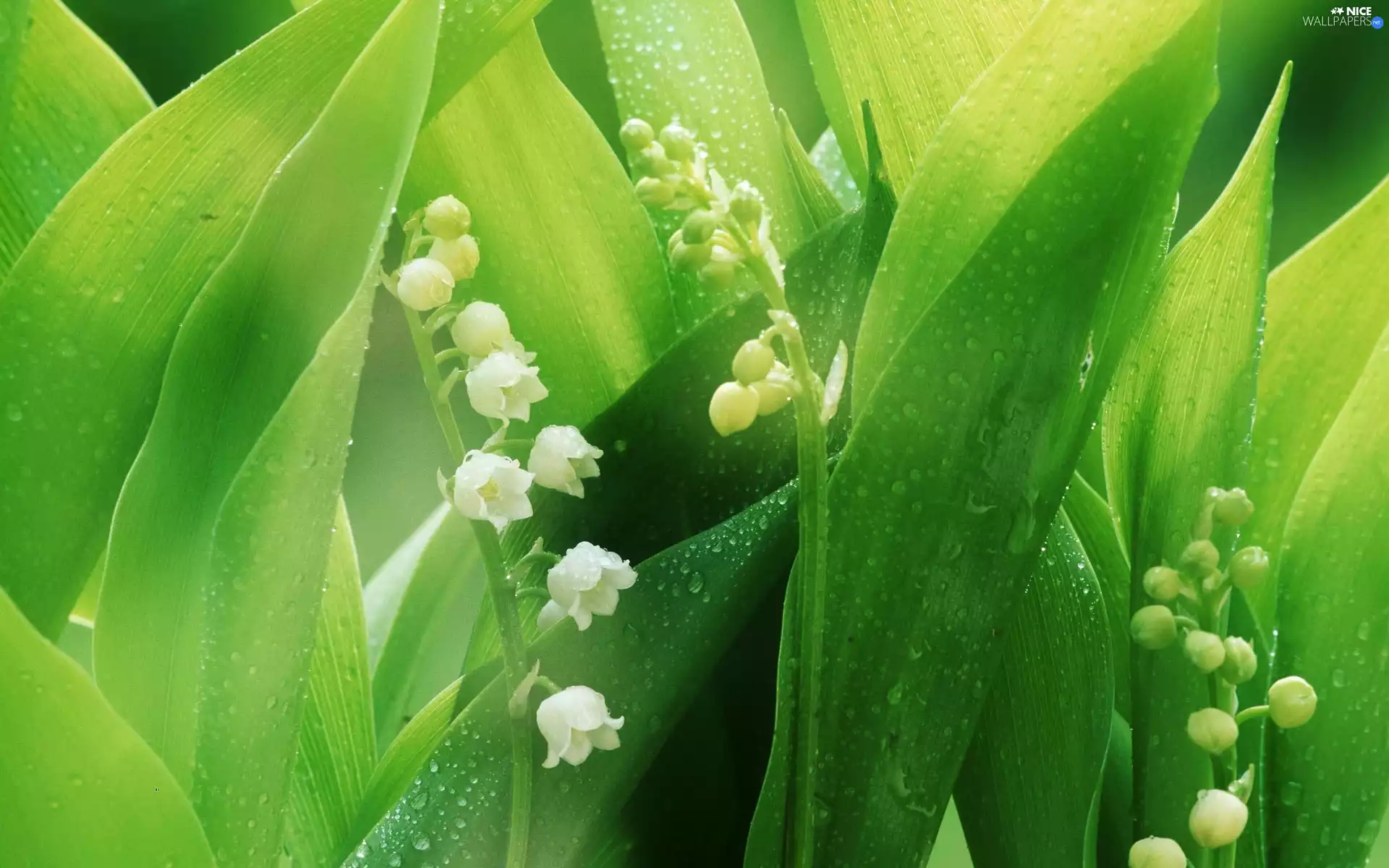 lily of the Valley, bells, dew, White