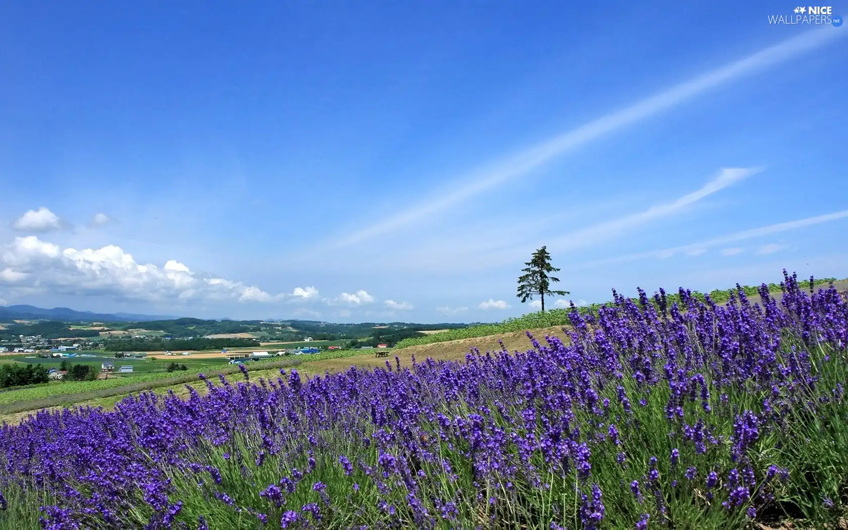 Narrow-Leaf Lavender, medows, village