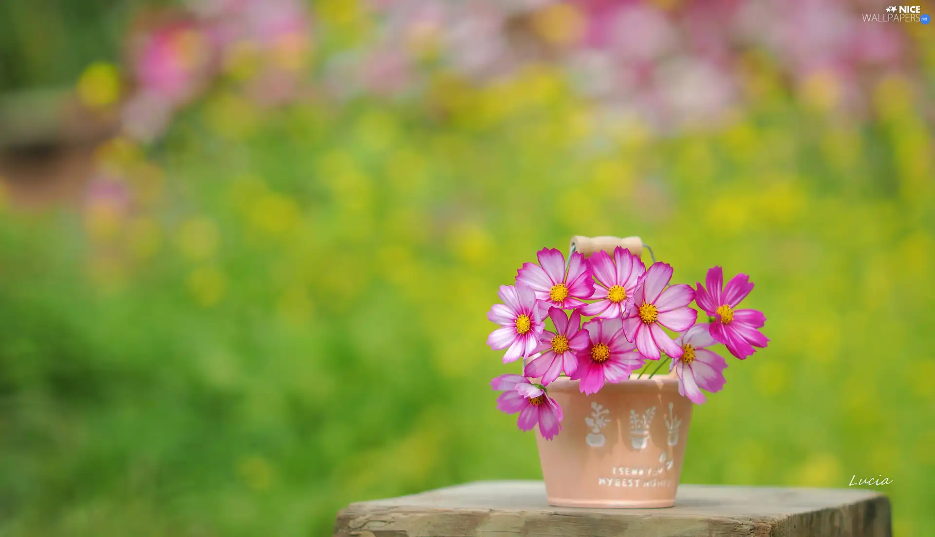 vase, Pink, Cosmos