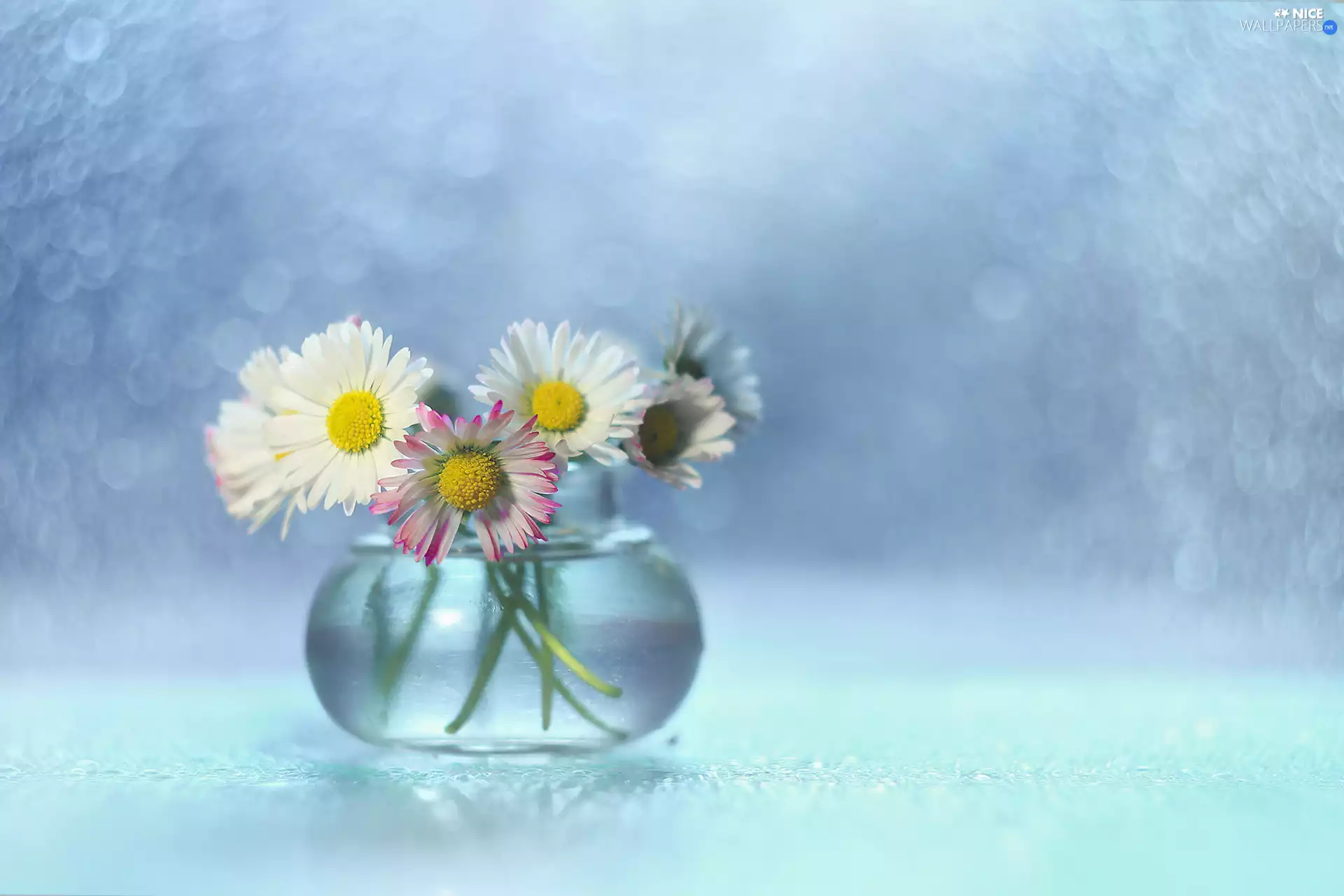 daisies, Bokeh, decoration, vase