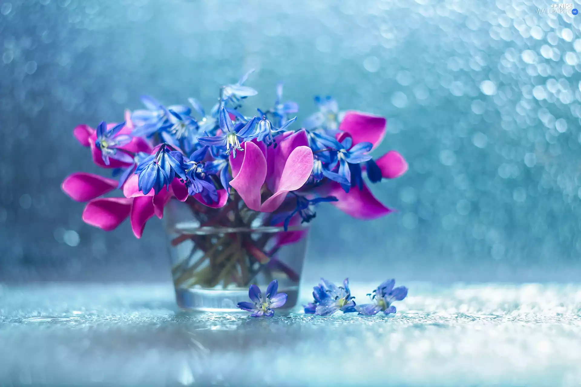 Siberian squill, decoration, vase, Bokeh, Flowers, Cyclamen