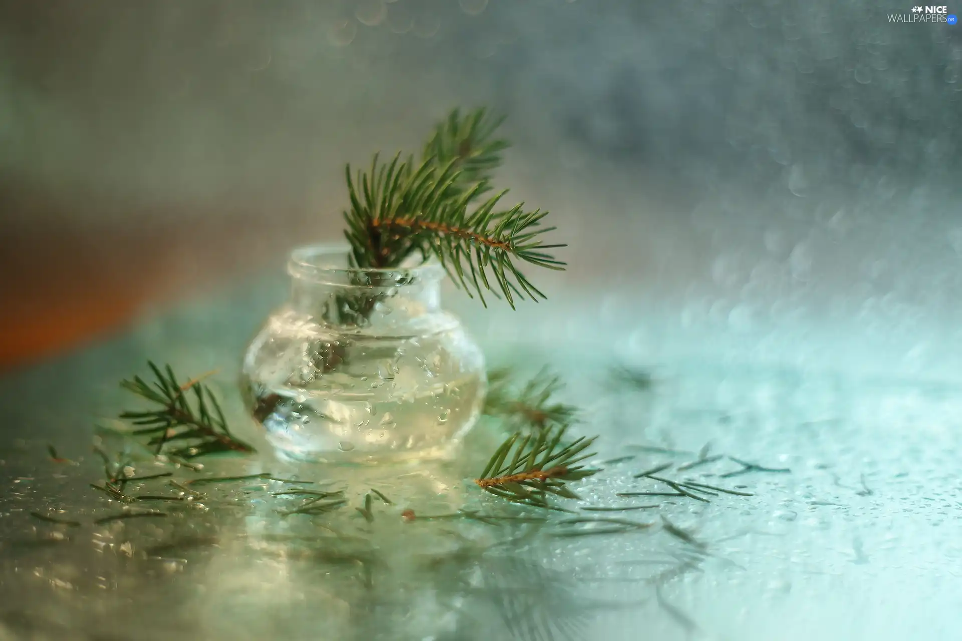 vase, twig, fir