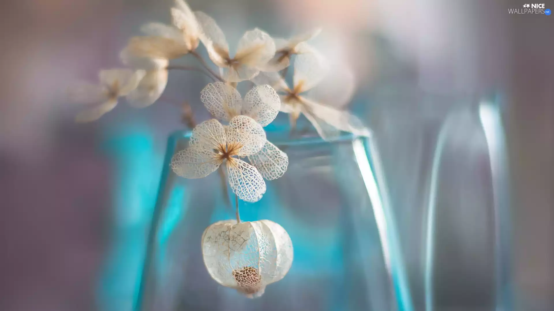 blue, Vase, Flowers, hydrangea, dry