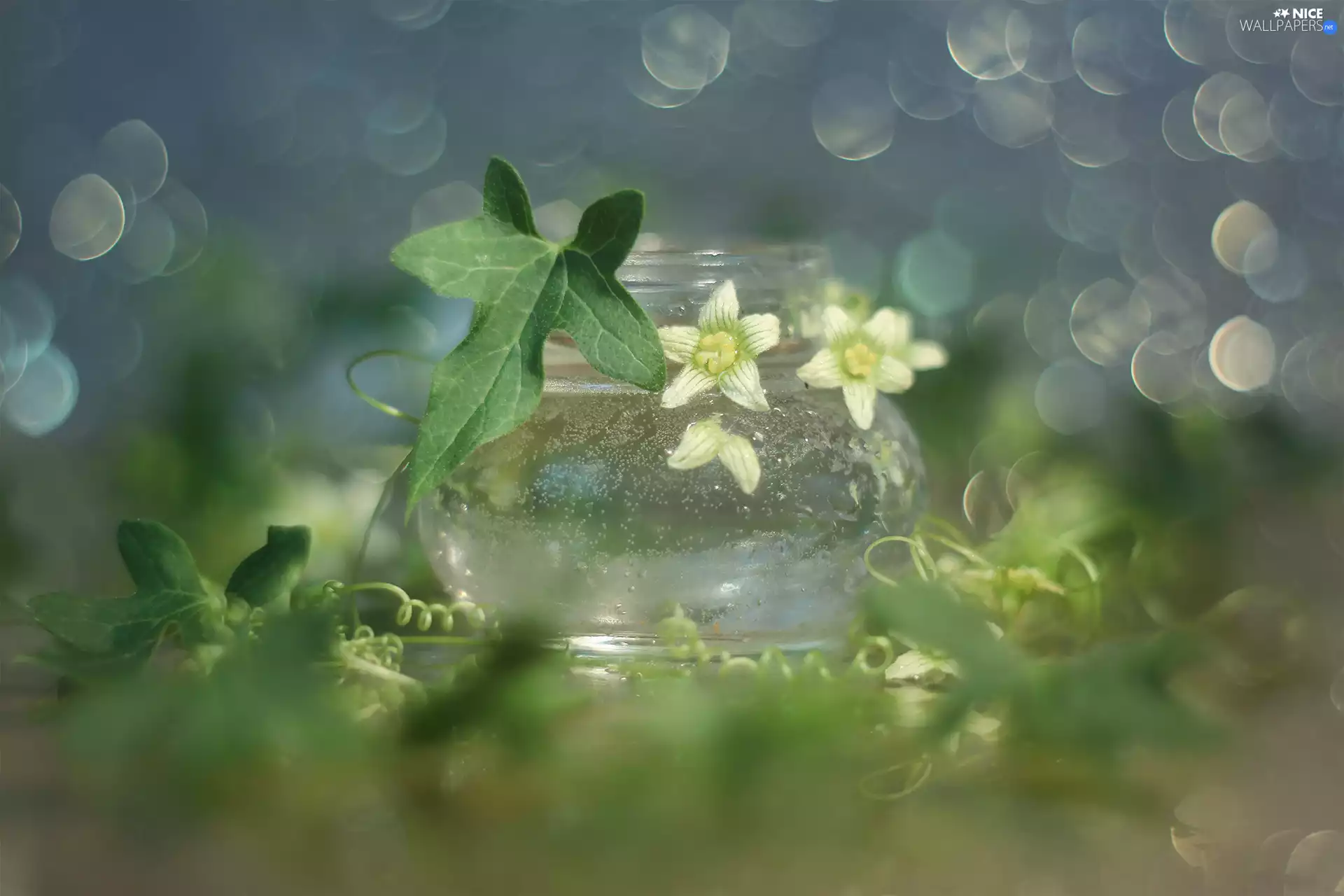 Bokeh, vase, Flowers, Leaf, White