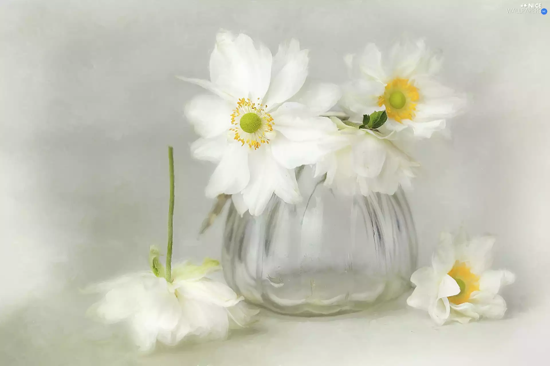 glass, White, Anemones, vase