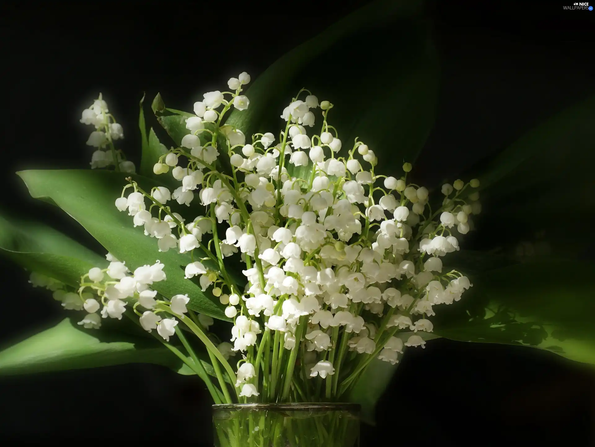 lilies, Vase